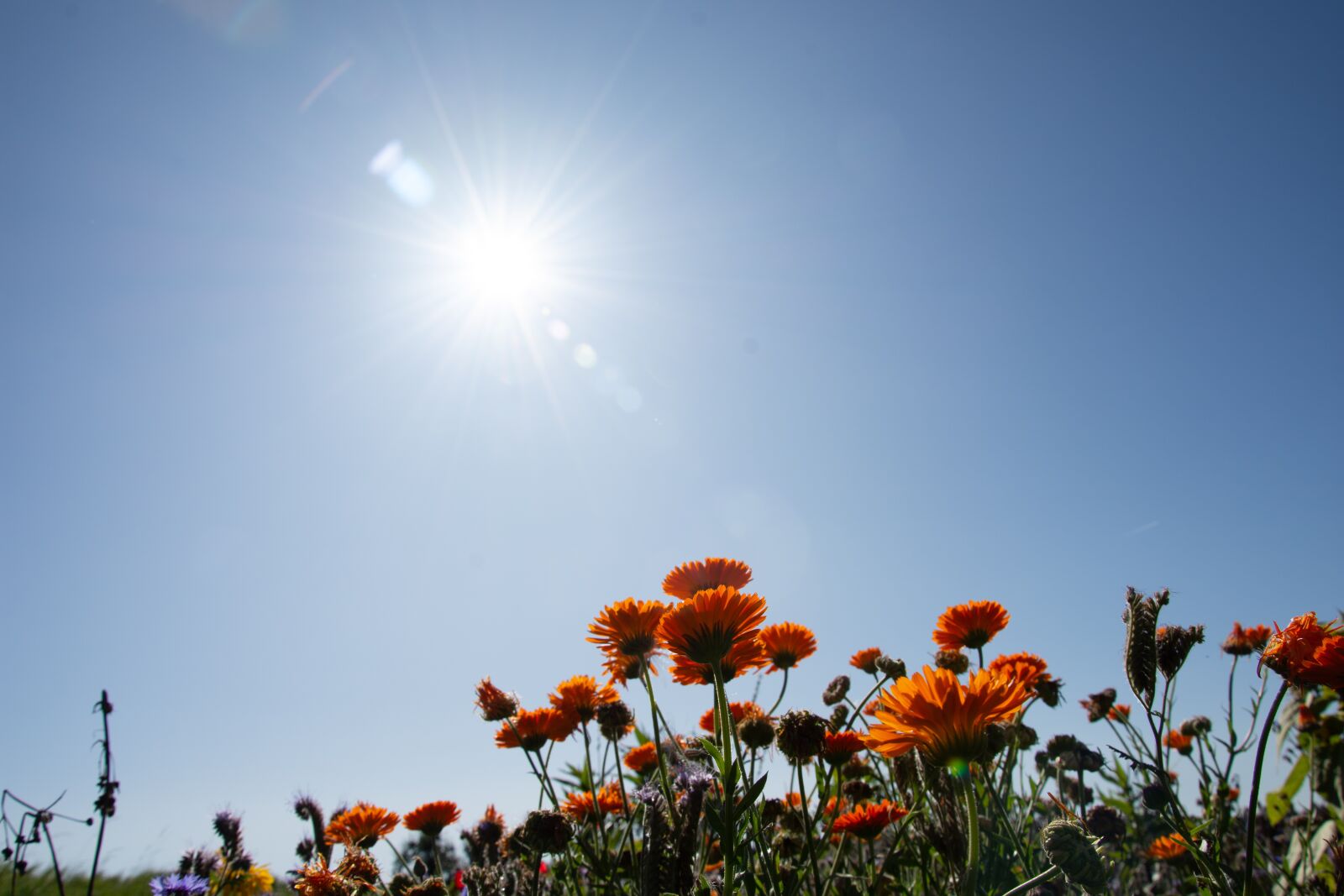 Nikon D7200 sample photo. Flowers, meadow, summer photography