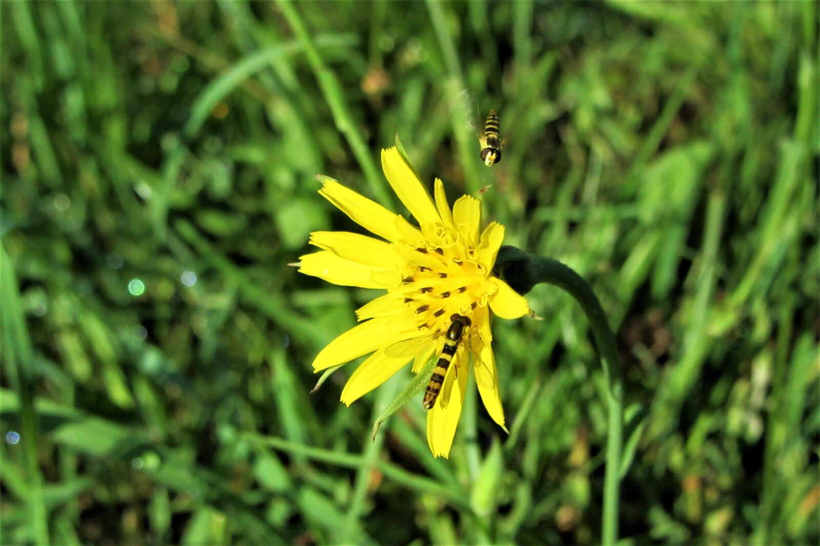 Canon PowerShot SX610 HS sample photo. Flower, yellow, gliding photography