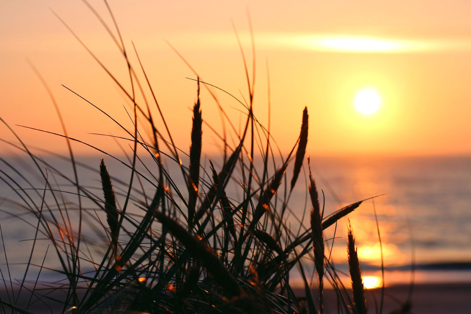 Canon EOS 700D (EOS Rebel T5i / EOS Kiss X7i) sample photo. Sea, marram grass, sunset photography
