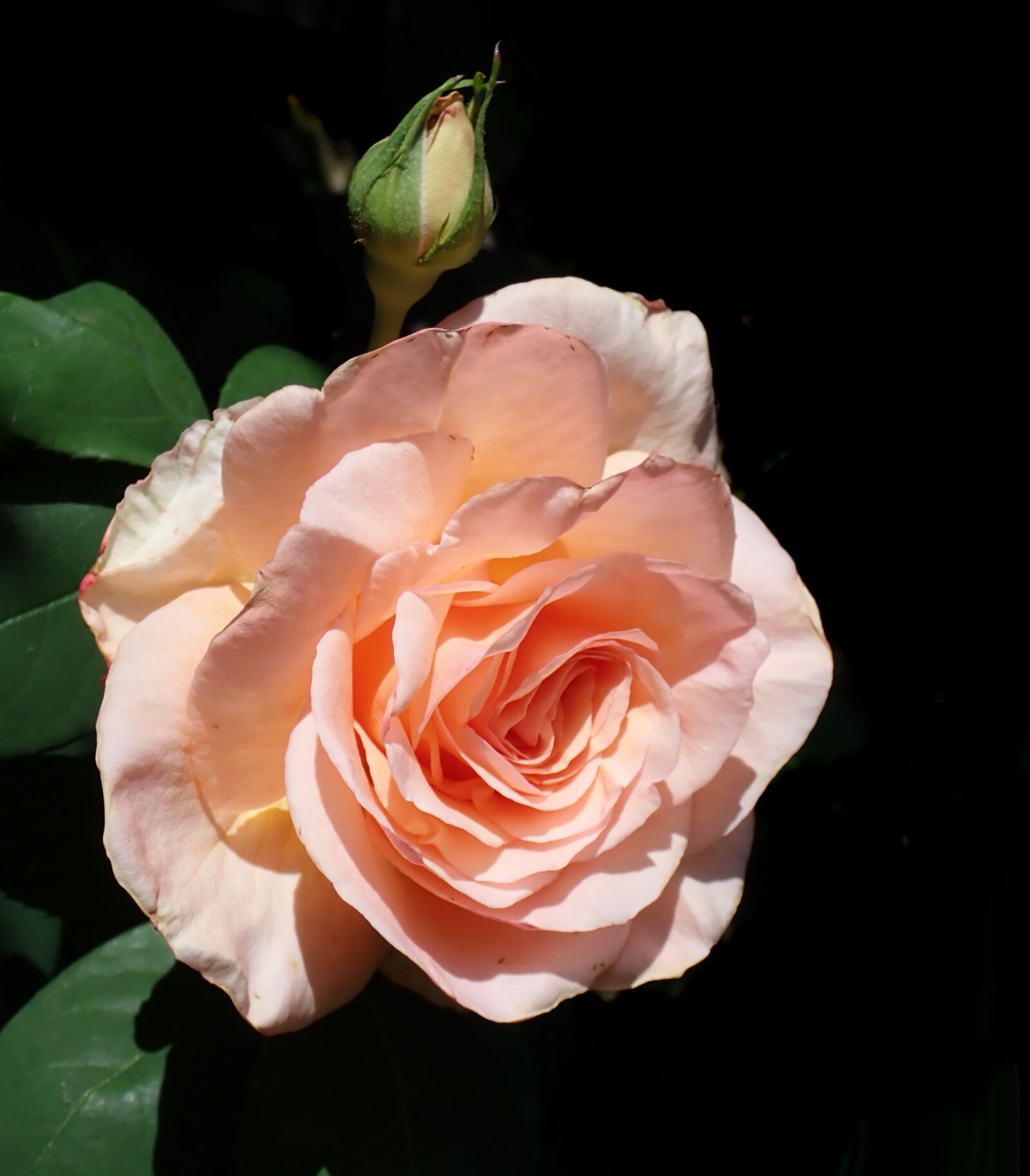 Olympus TG-5 sample photo. Flower, apricot, rose photography