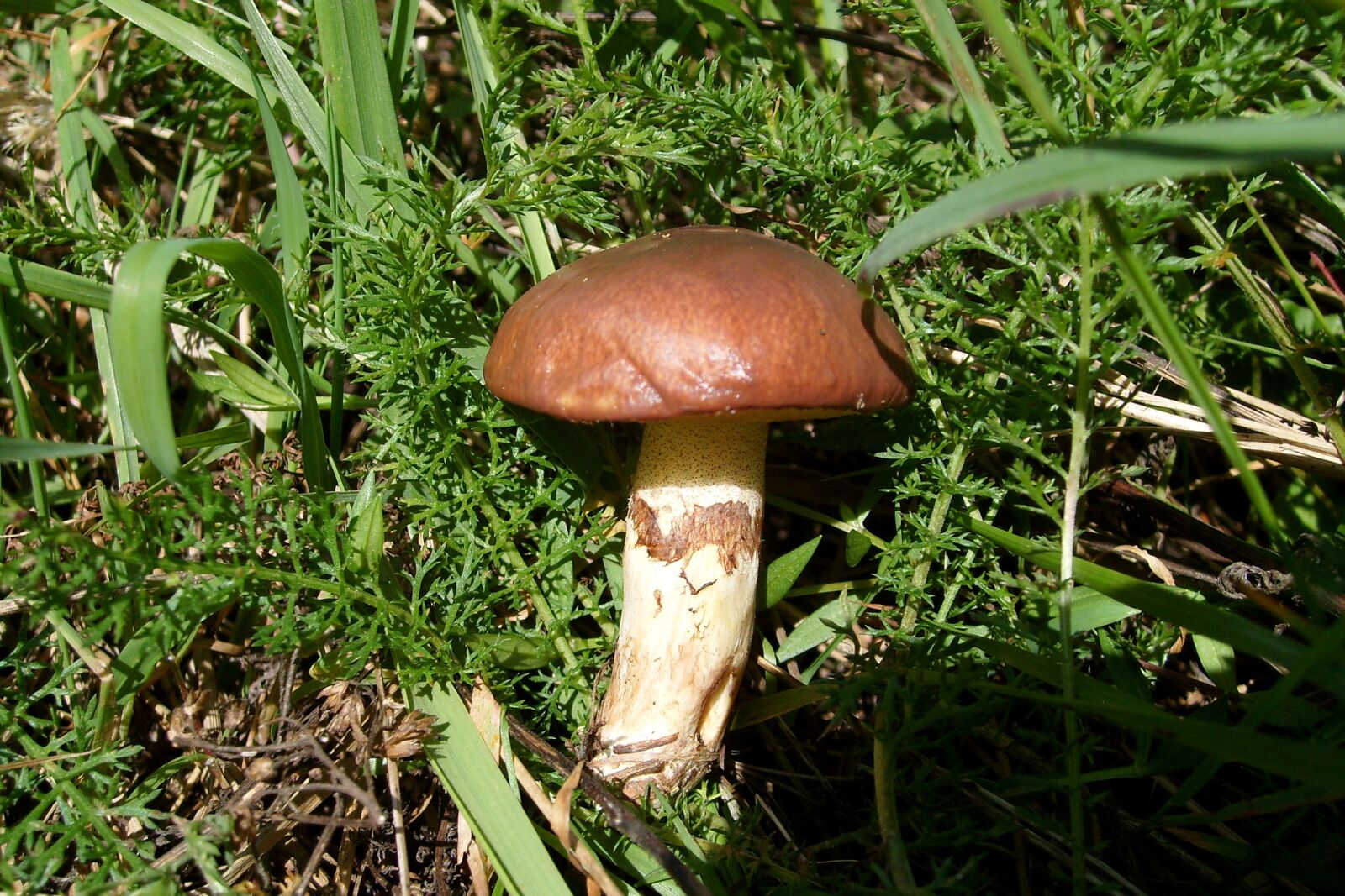 Samsung KENOX S730  / Samsung S730 sample photo. Mushroom, maslak, nature photography