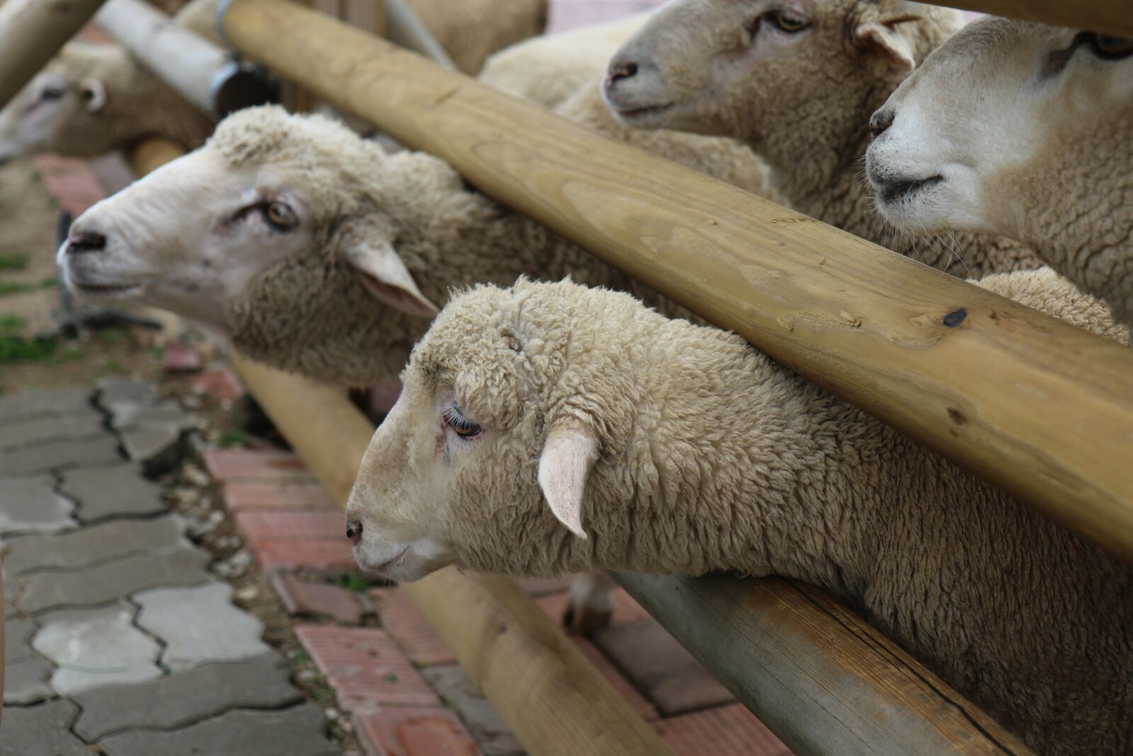 Canon EOS 70D sample photo. Yang, sheep, gangwon do photography