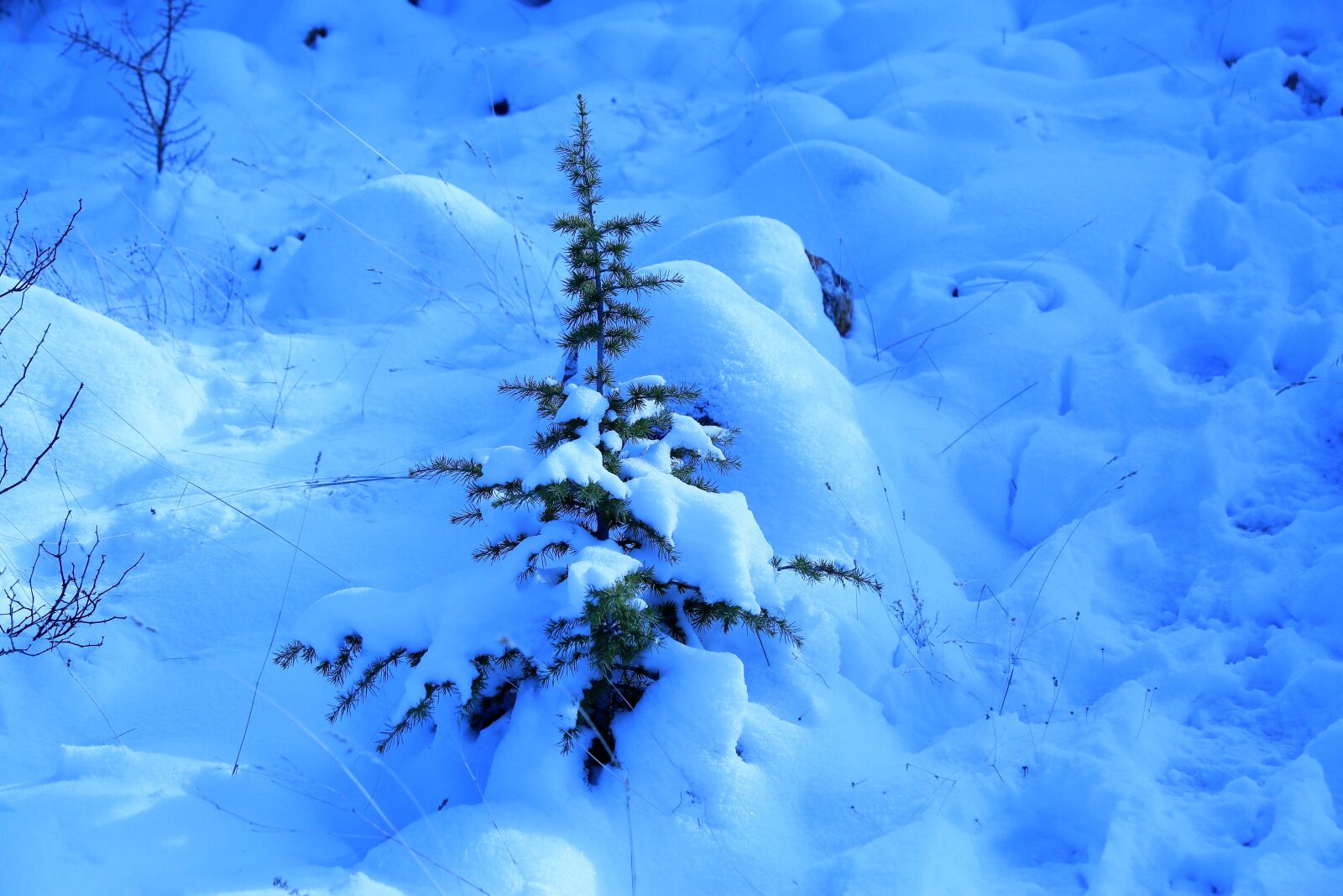 Canon EF 24-105mm F4L IS USM sample photo. Snow, winter, nature photography