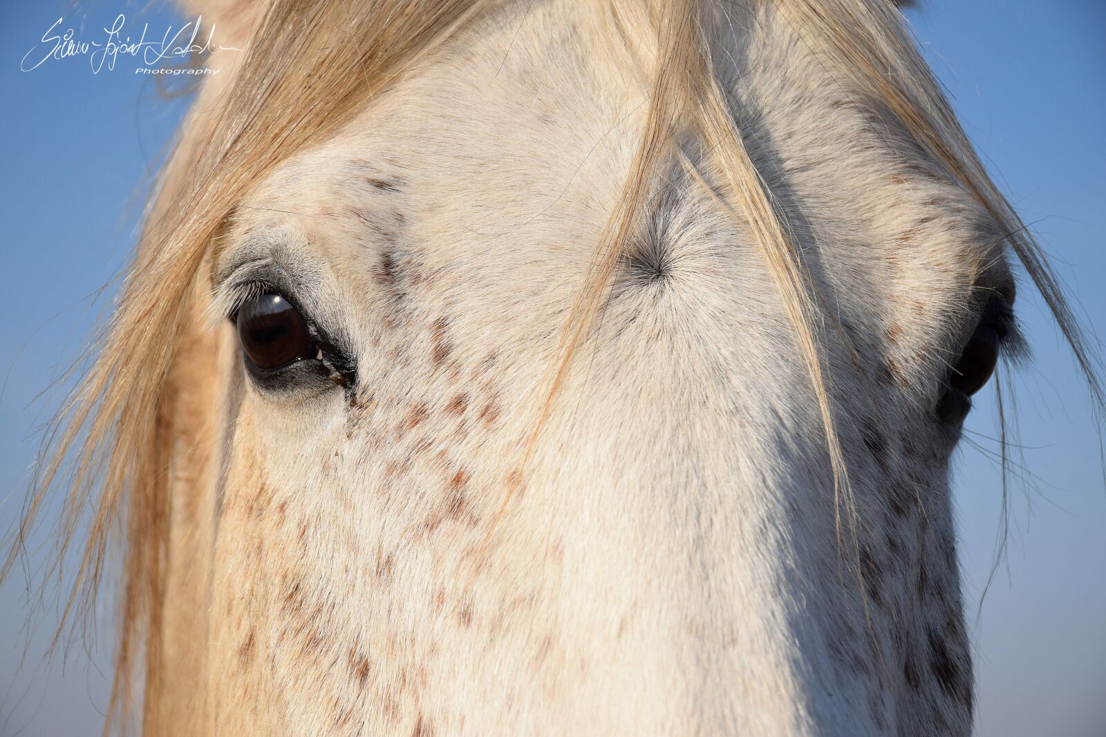 Nikon D3300 sample photo. Ló, horse, szem photography