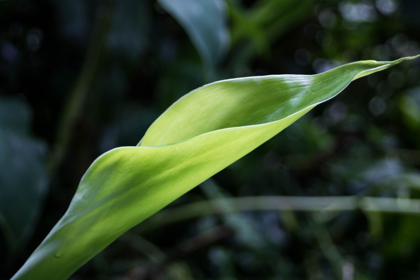 Canon EF 28-80mm f/3.5-5.6 USM sample photo. Nature, plant, flower photography