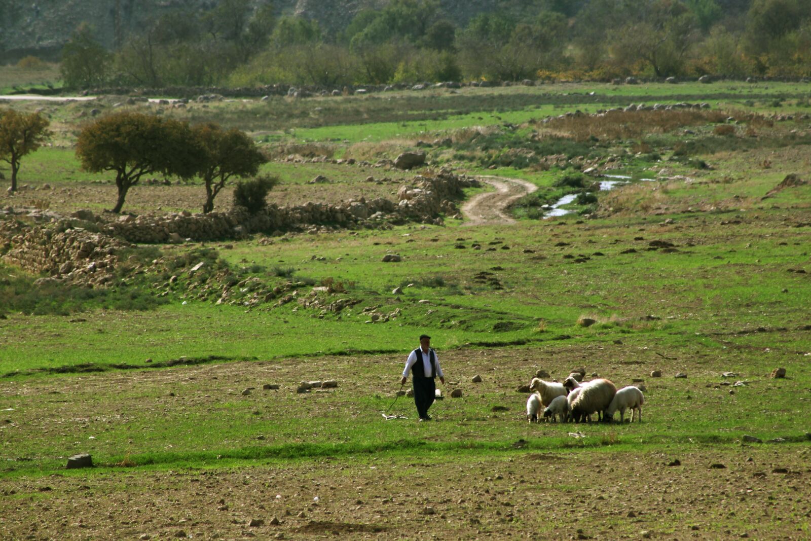 Canon EOS 500D (EOS Rebel T1i / EOS Kiss X3) sample photo. Choudhury, sheep, nature photography