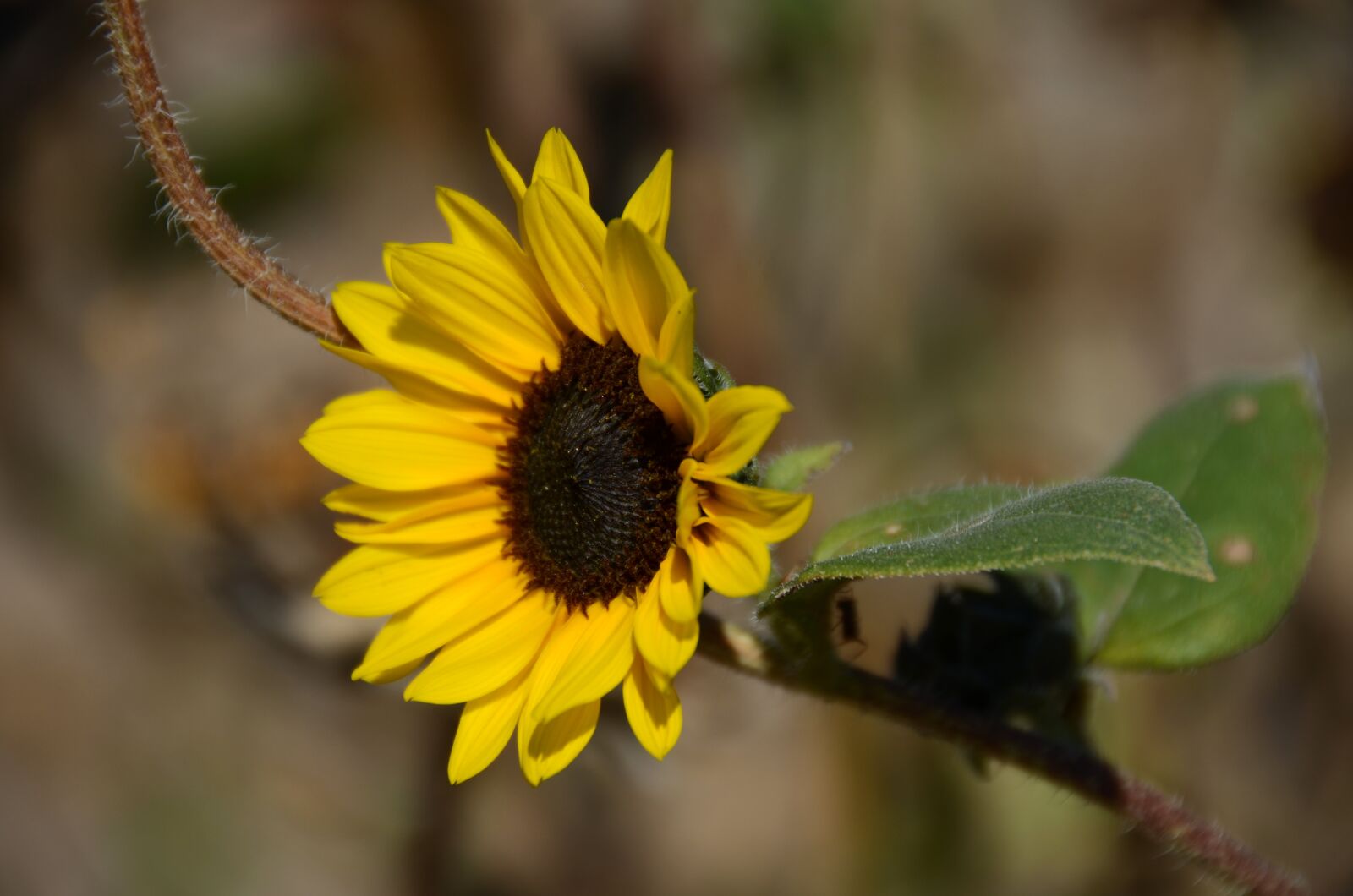 Nikon D7000 sample photo. Yellow, flower, dakota photography