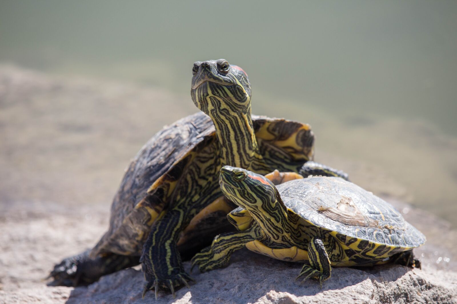 Canon EOS 700D (EOS Rebel T5i / EOS Kiss X7i) sample photo. Turtle, reptile, tortoise photography