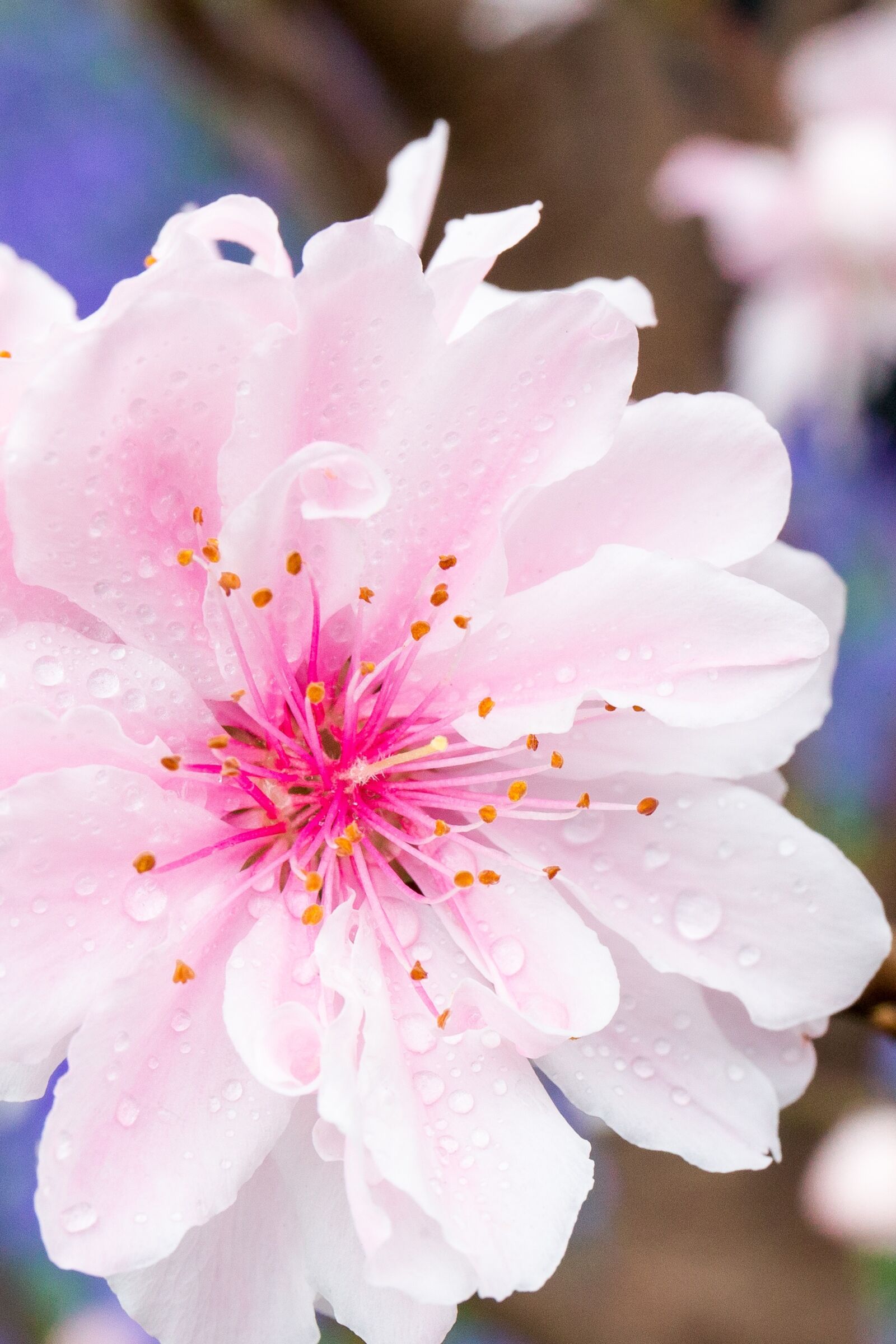 Canon EF 24-70mm F4L IS USM sample photo. Flower, nature, plant photography