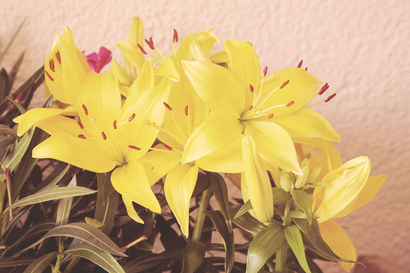 Canon EOS 1100D (EOS Rebel T3 / EOS Kiss X50) sample photo. Vintage, blossom, bloom photography