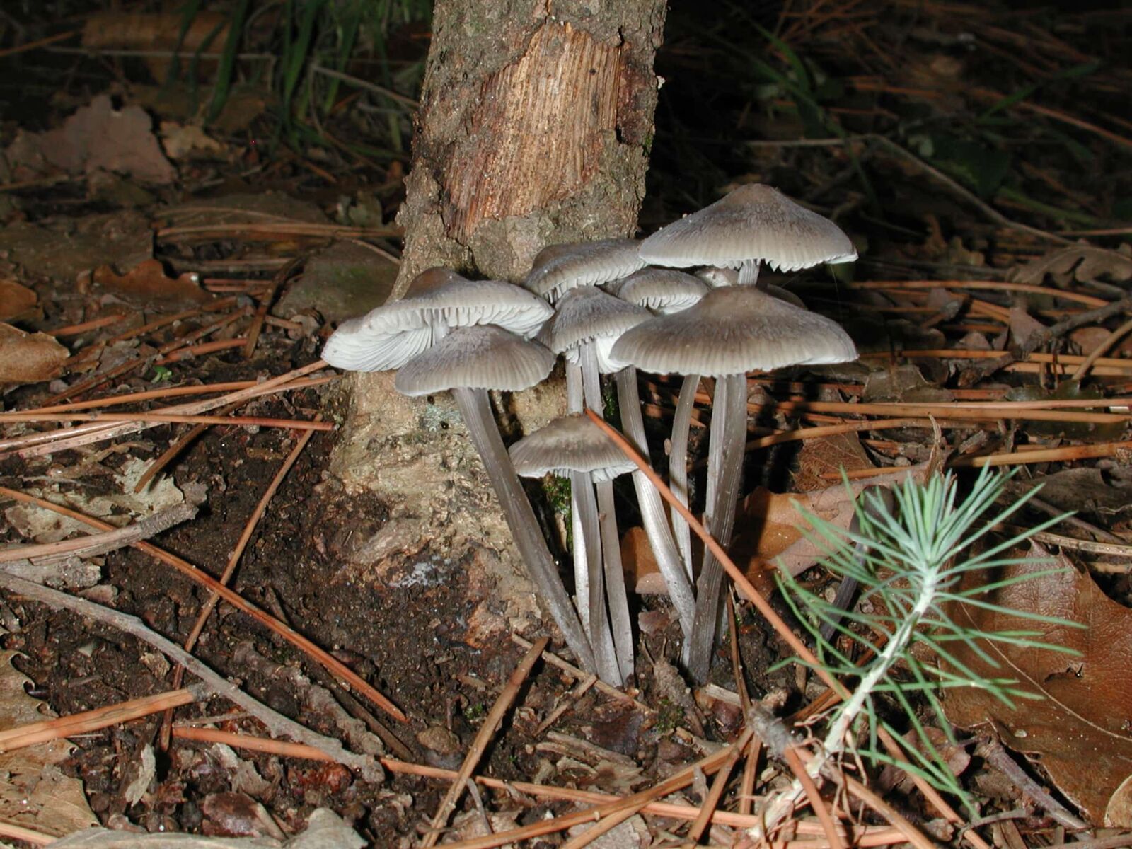 Nikon E990 sample photo. Poison, grey mushroom, wildlife photography