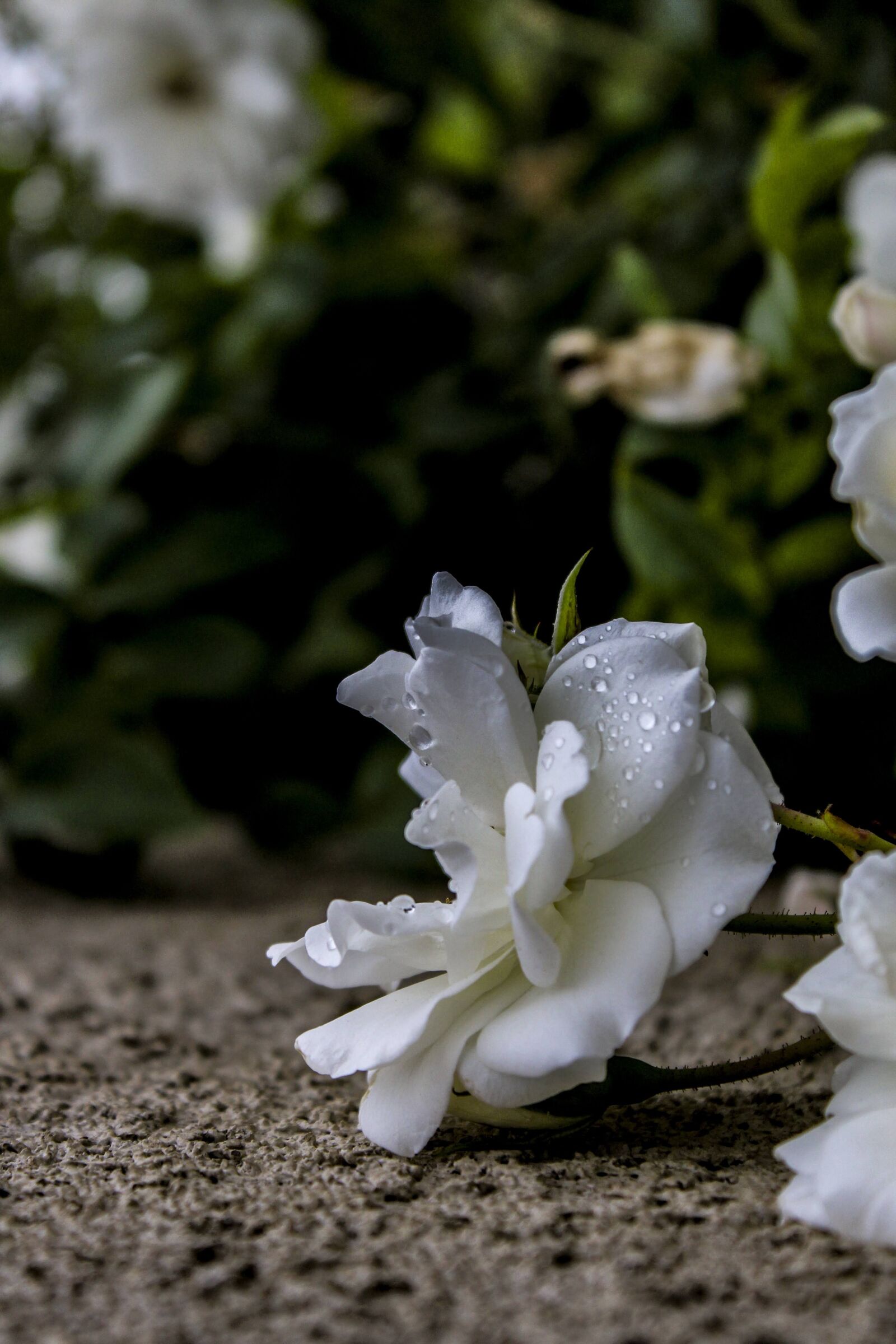 Canon EOS 1300D (EOS Rebel T6 / EOS Kiss X80) sample photo. Flower, wall, rose photography