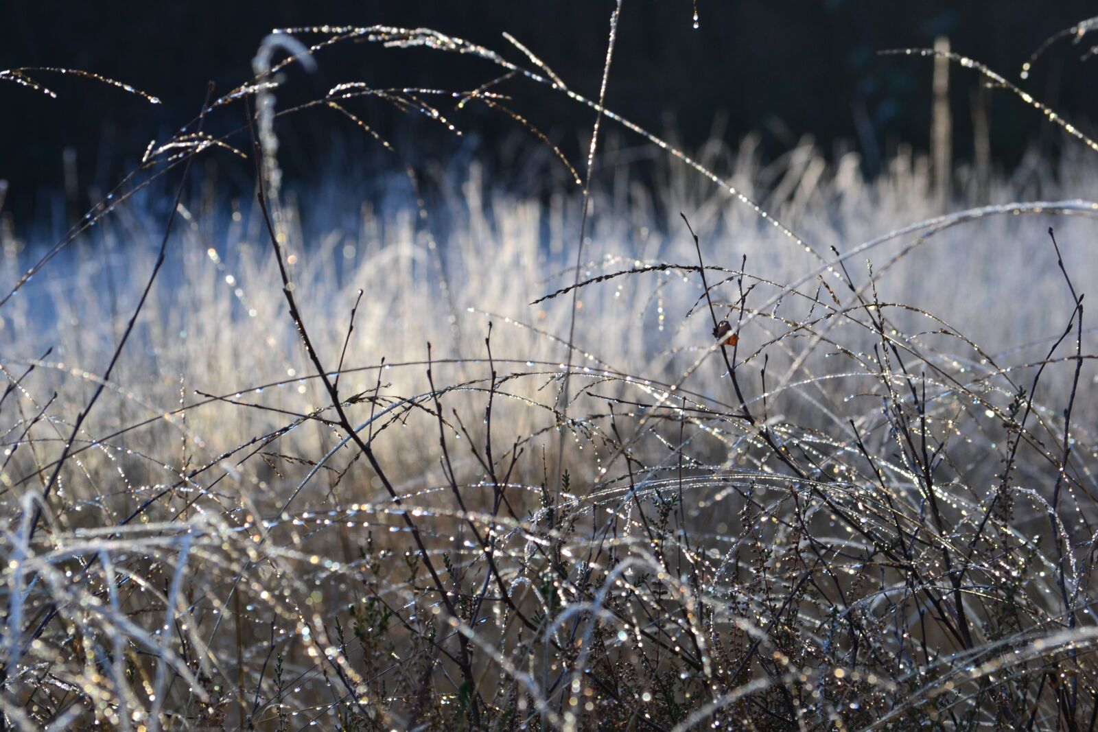 Nikon D3100 sample photo. Frost, crystal, frozen photography