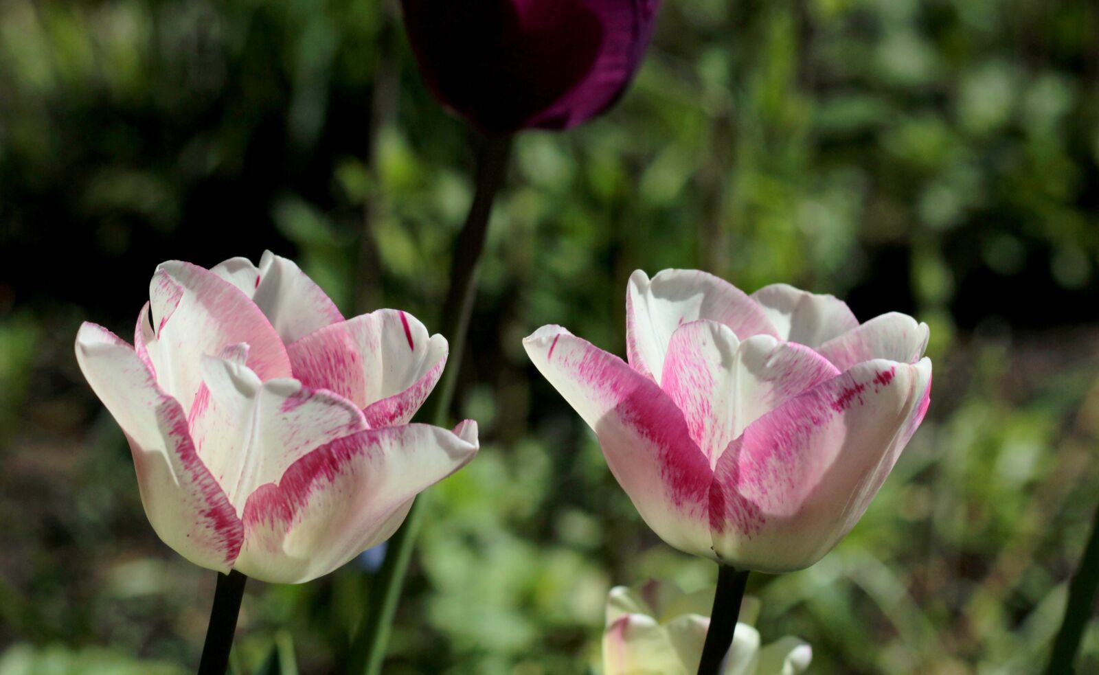 Canon EOS 600D (Rebel EOS T3i / EOS Kiss X5) + Canon EF 50mm F1.8 STM sample photo. Tulips, white, rose photography