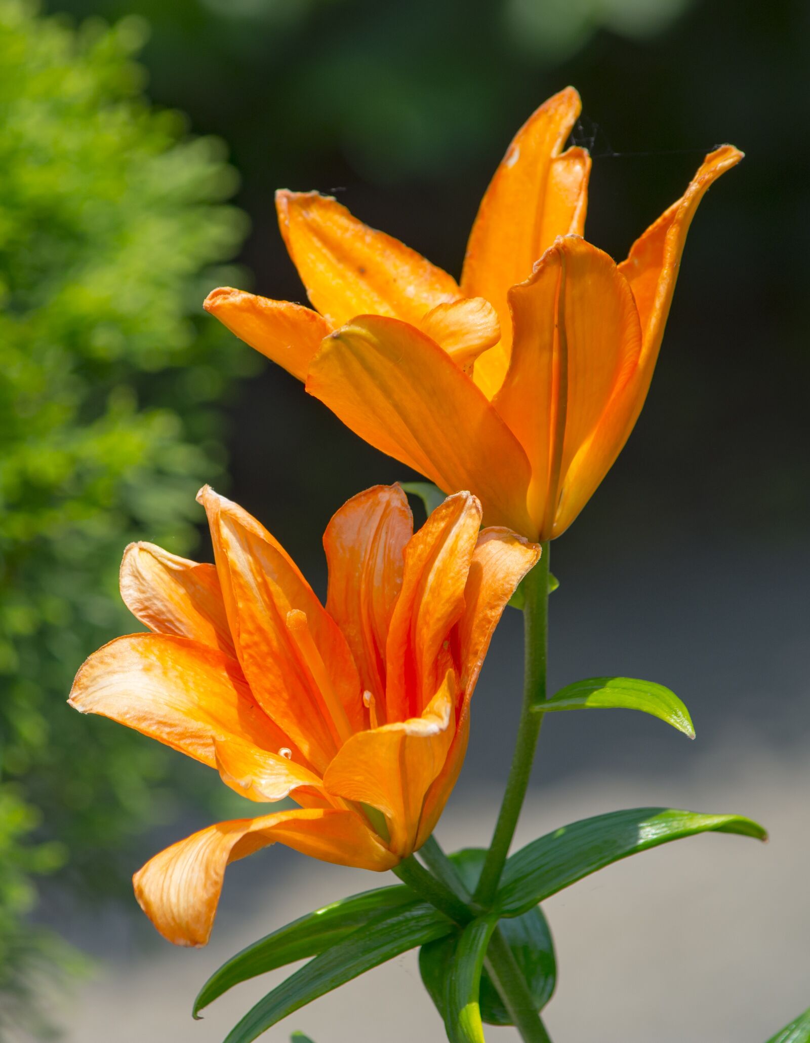Nikon D7200 sample photo. Lillie, flower, plant nature photography