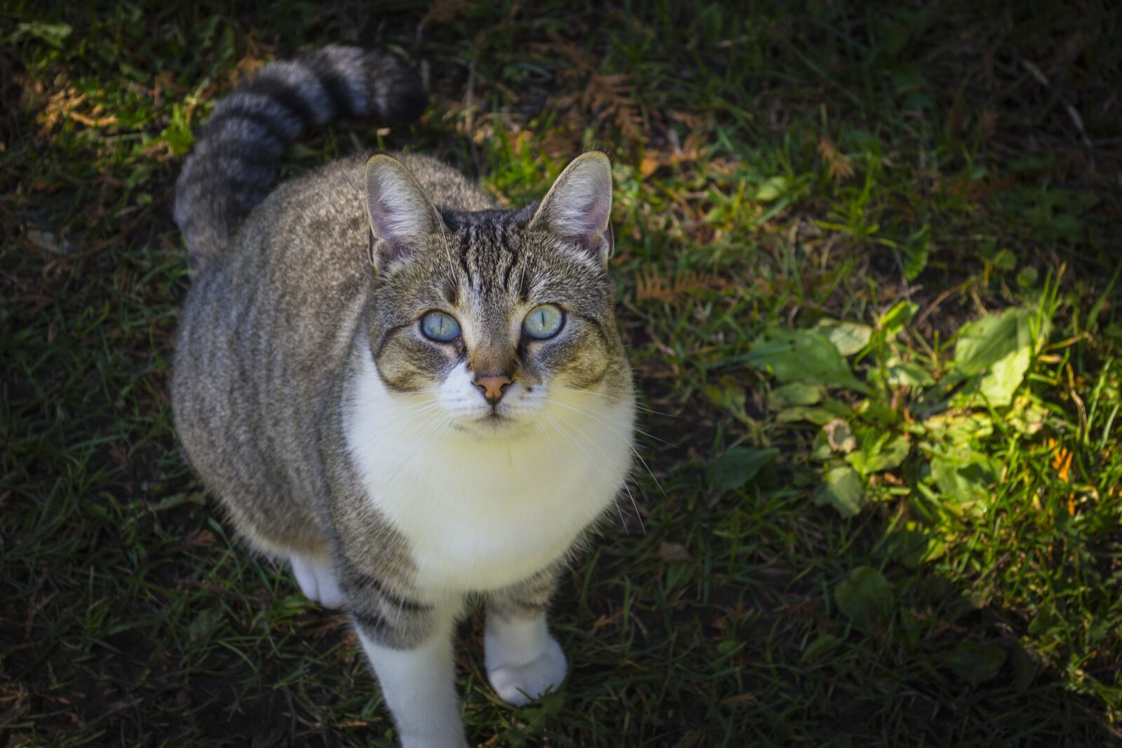 Nikon D3100 sample photo. Nature, cute, animal photography