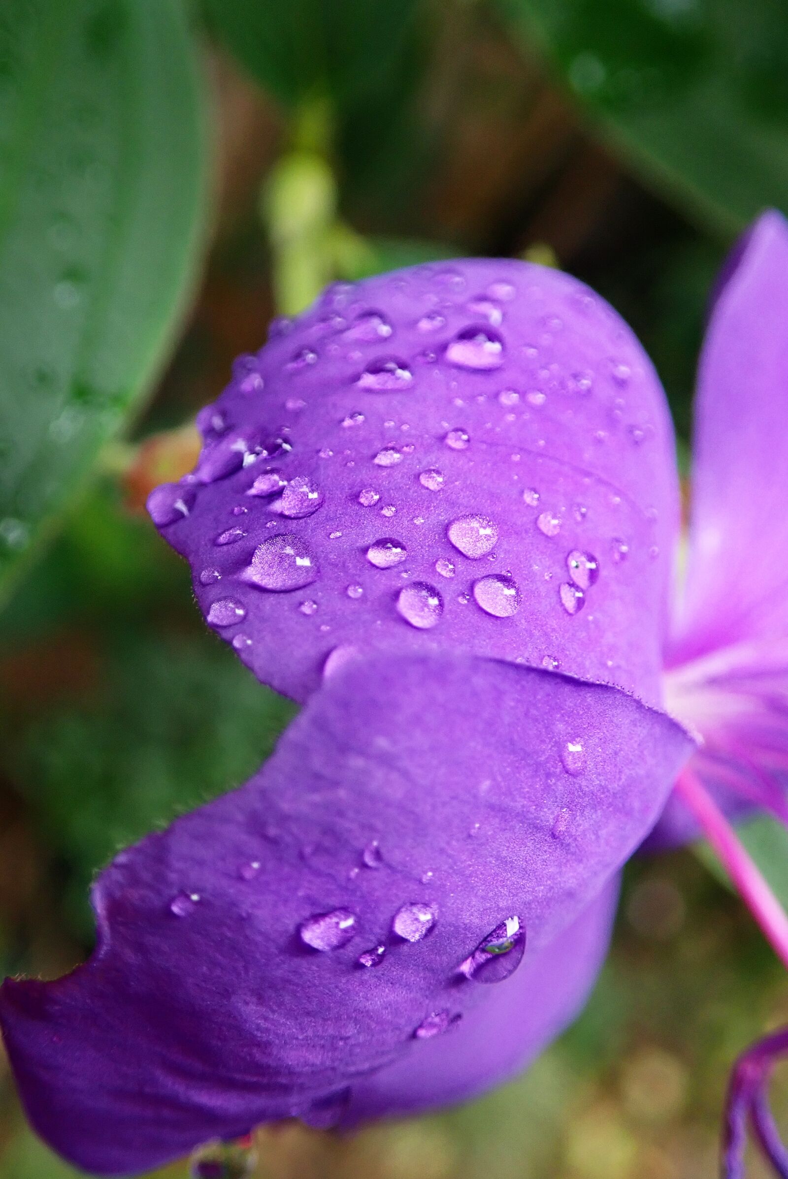 Olympus TG-5 sample photo. Flower, purple, petals photography