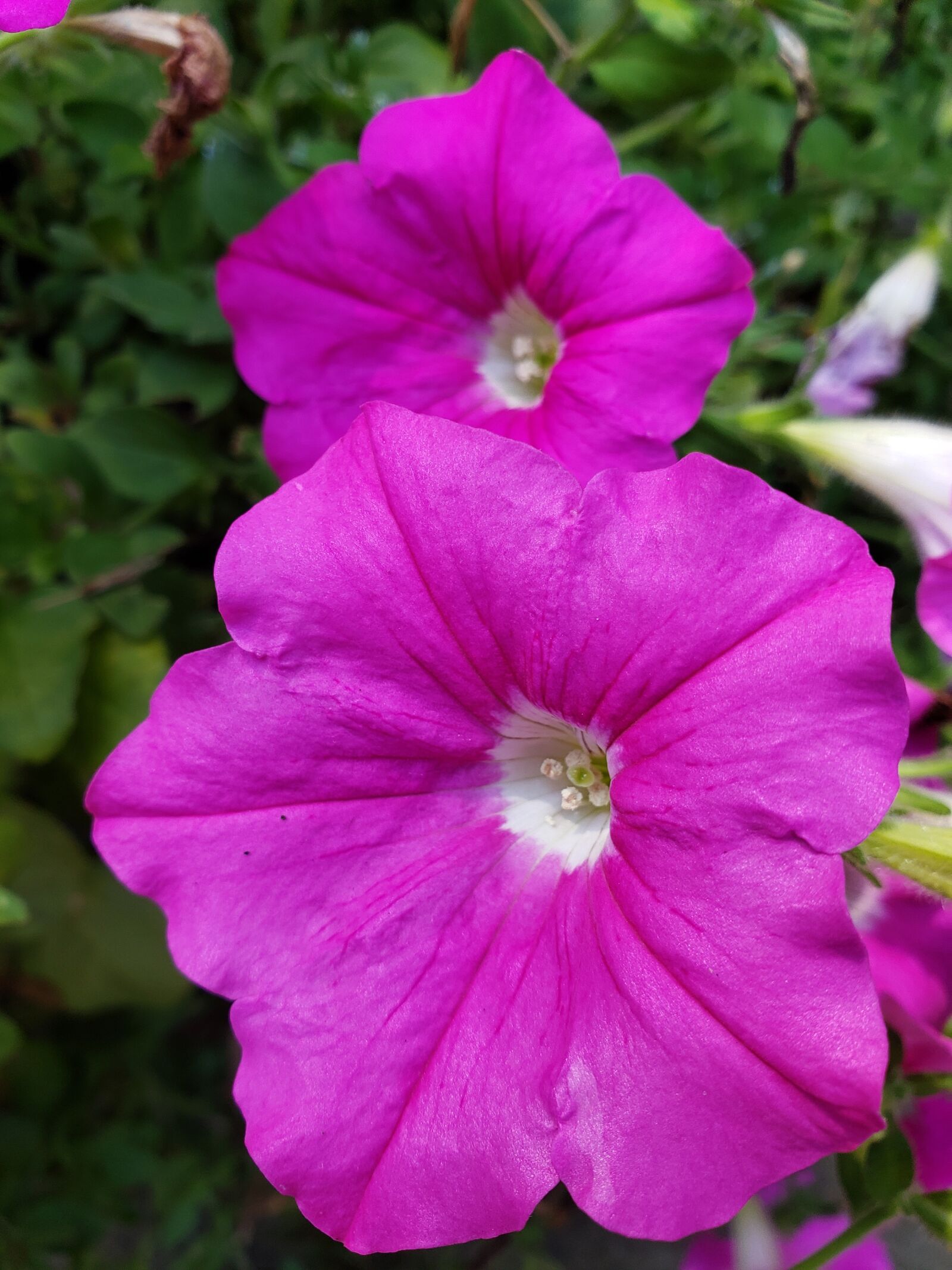Samsung Galaxy Note9 sample photo. Petunias, pink petunia blossoms photography
