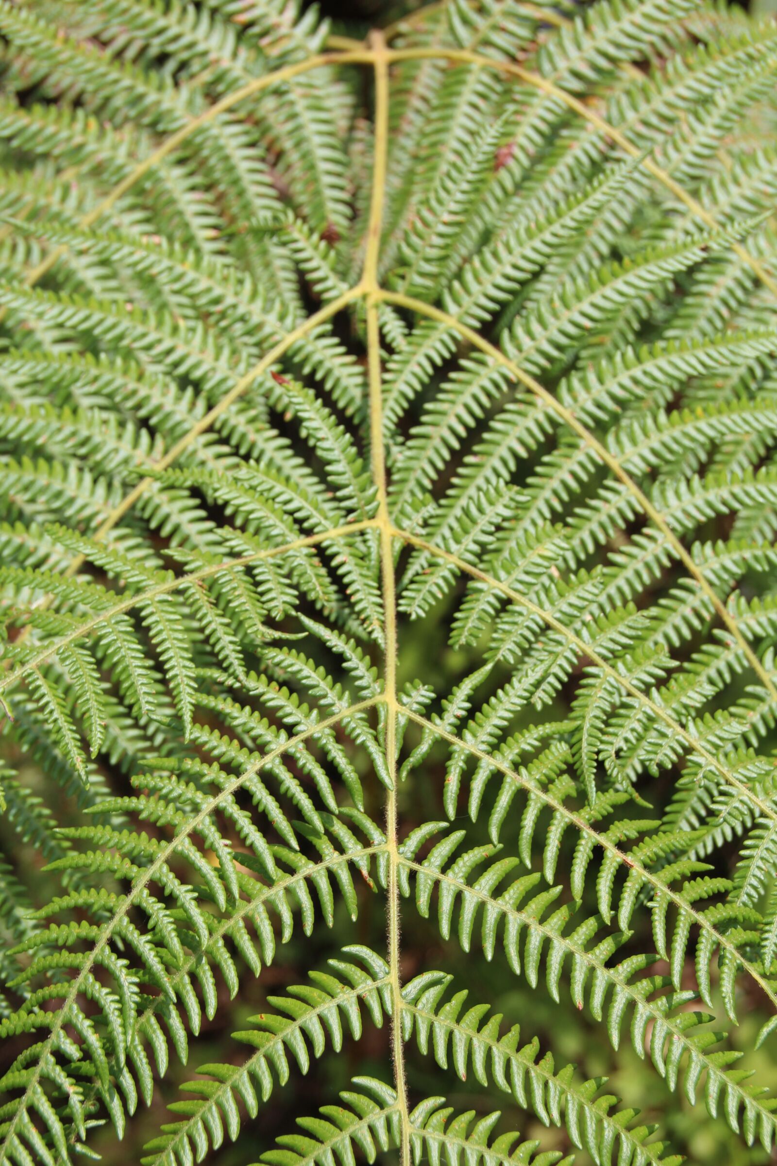 Canon EOS 600D (Rebel EOS T3i / EOS Kiss X5) sample photo. Fern, forest, jungle photography