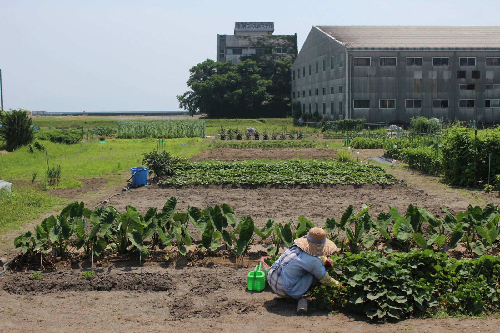 Canon EOS 600D (Rebel EOS T3i / EOS Kiss X5) sample photo. Garden, landscape photography