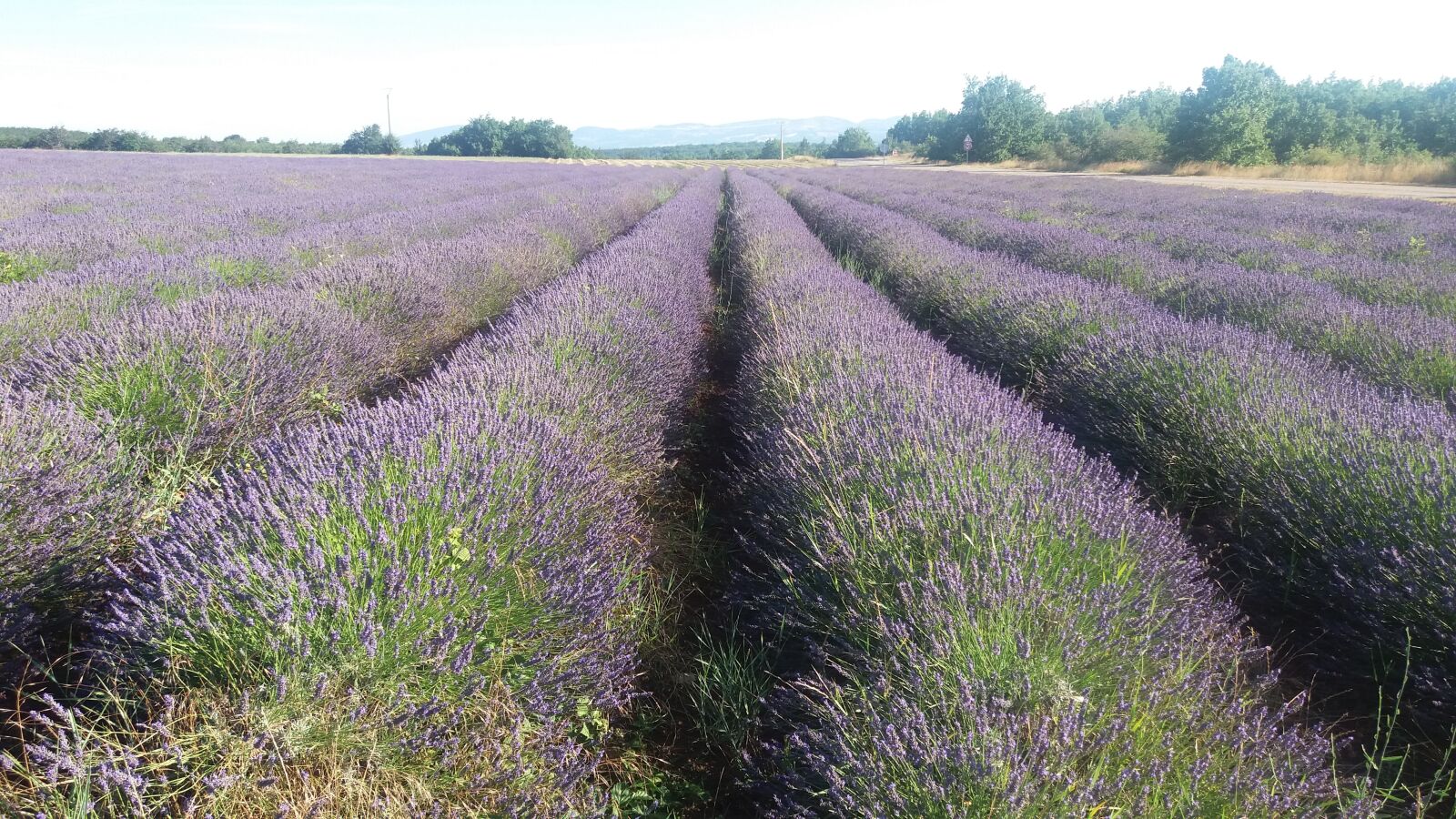 Samsung Galaxy J5 sample photo. Lavender, field, provence photography