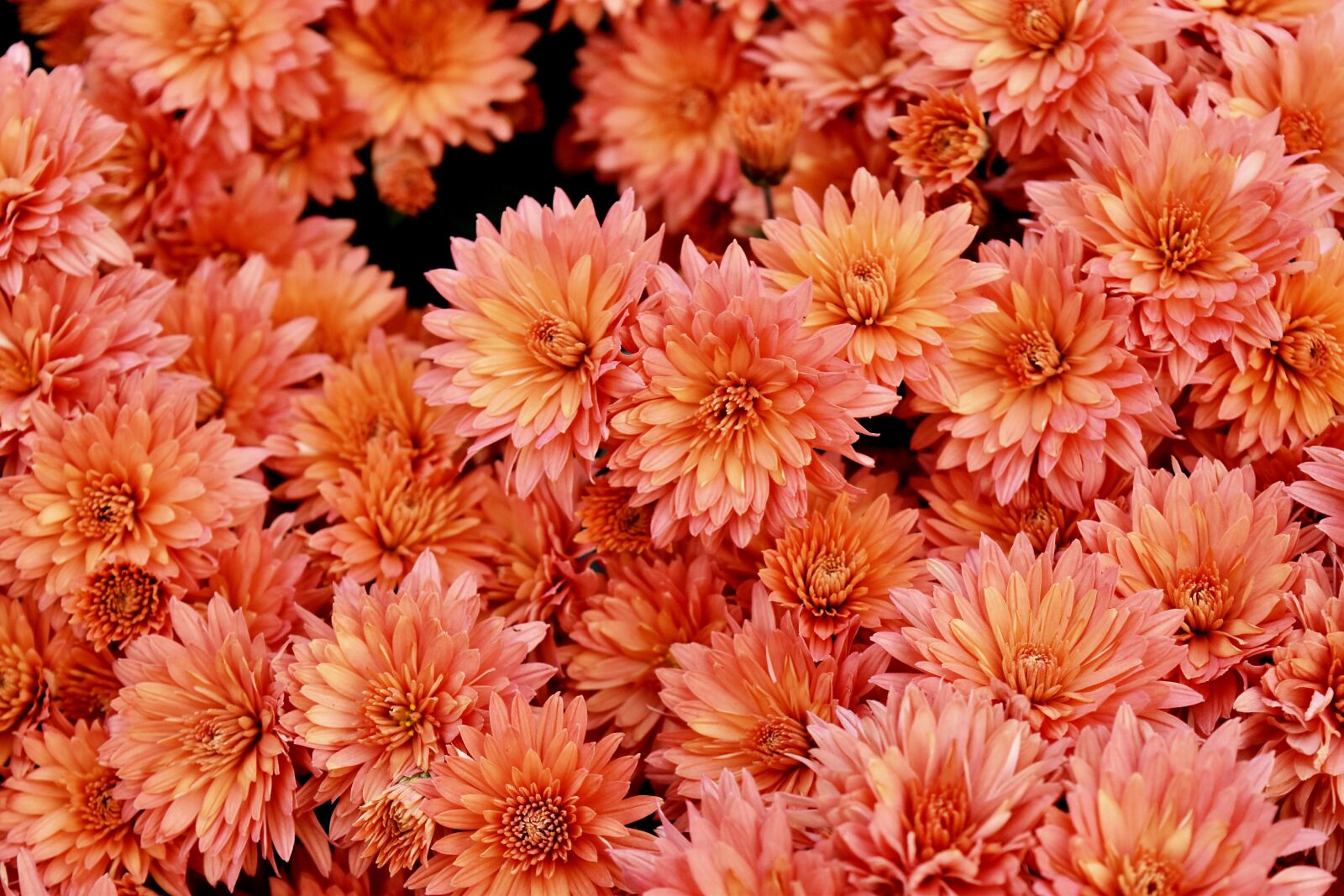 Nikon D5500 sample photo. Beautiful, flowers, bunch, of photography
