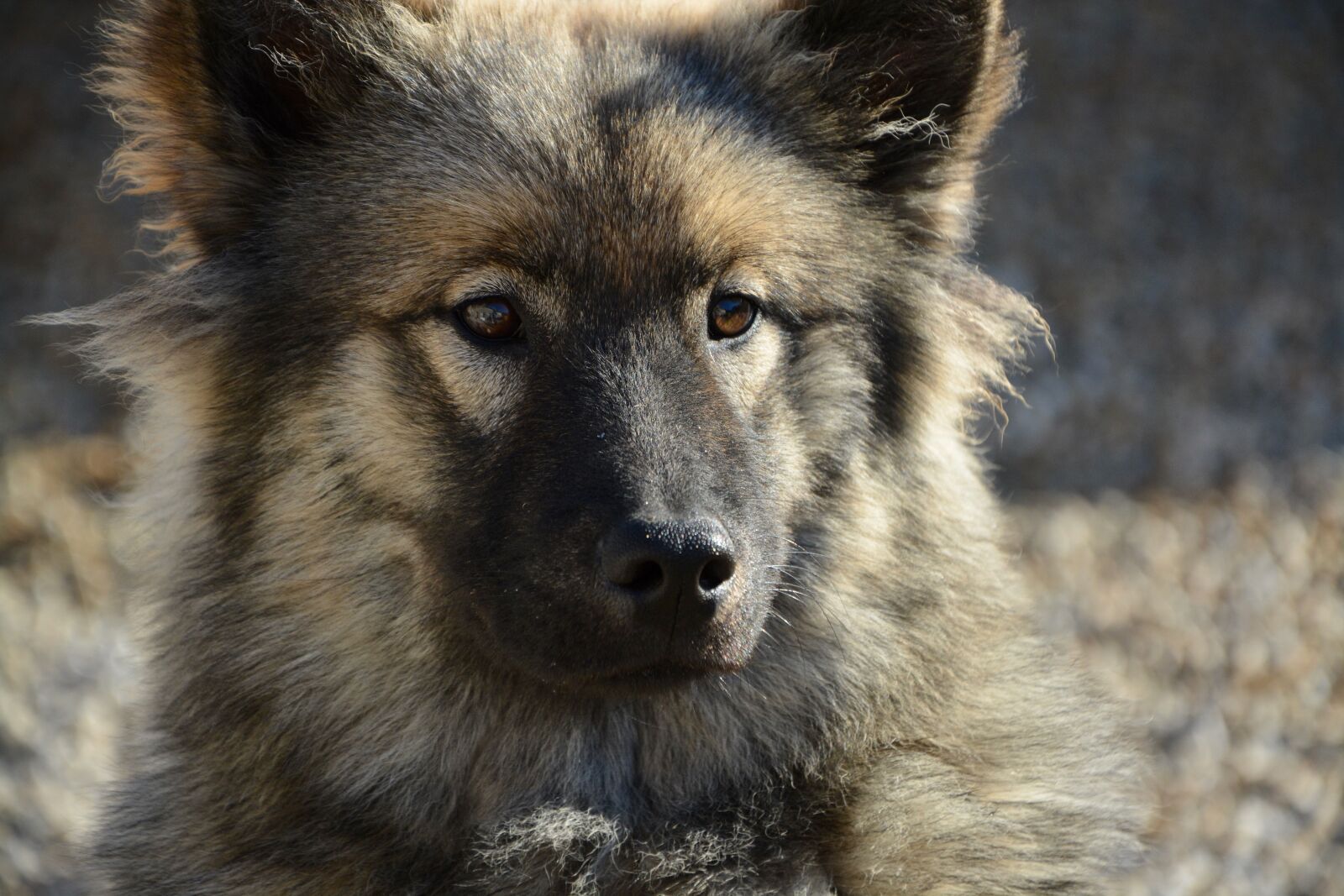 Nikon D5200 sample photo. Dog, bitch, dog eurasier photography