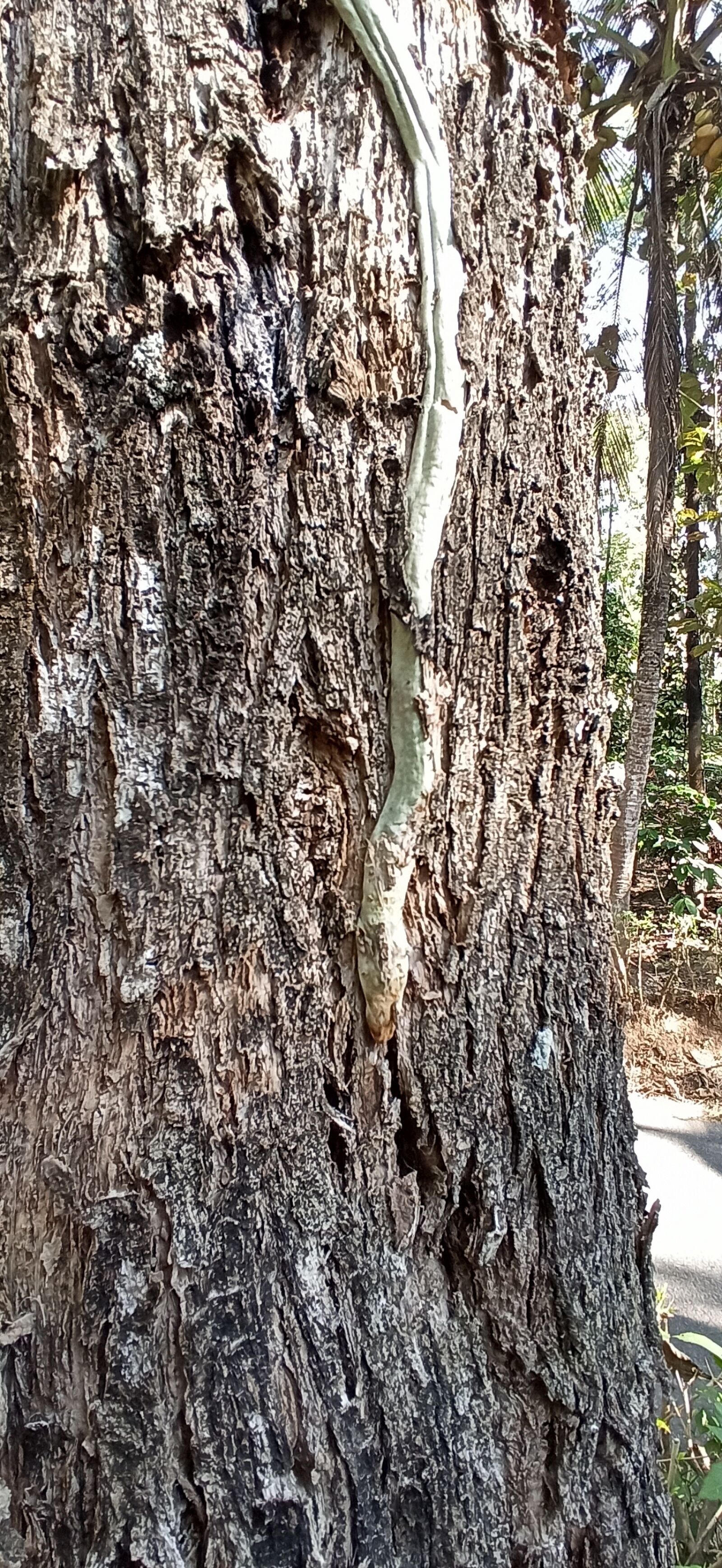 Xiaomi Redmi Note 8 Pro sample photo. Epiphytic, orchid roots, velamen photography