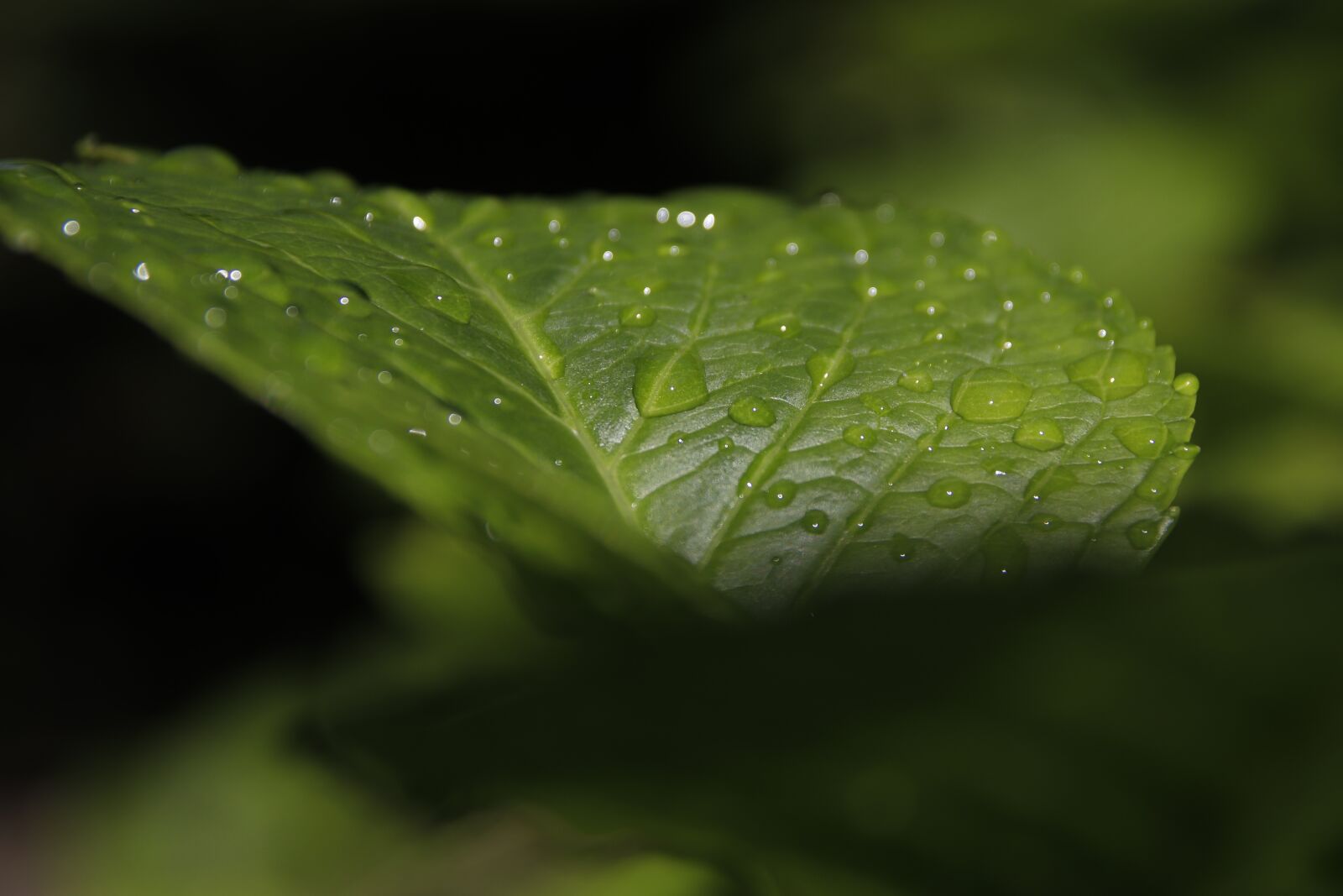 Canon EOS 77D (EOS 9000D / EOS 770D) sample photo. Green leaf, leaf, green photography
