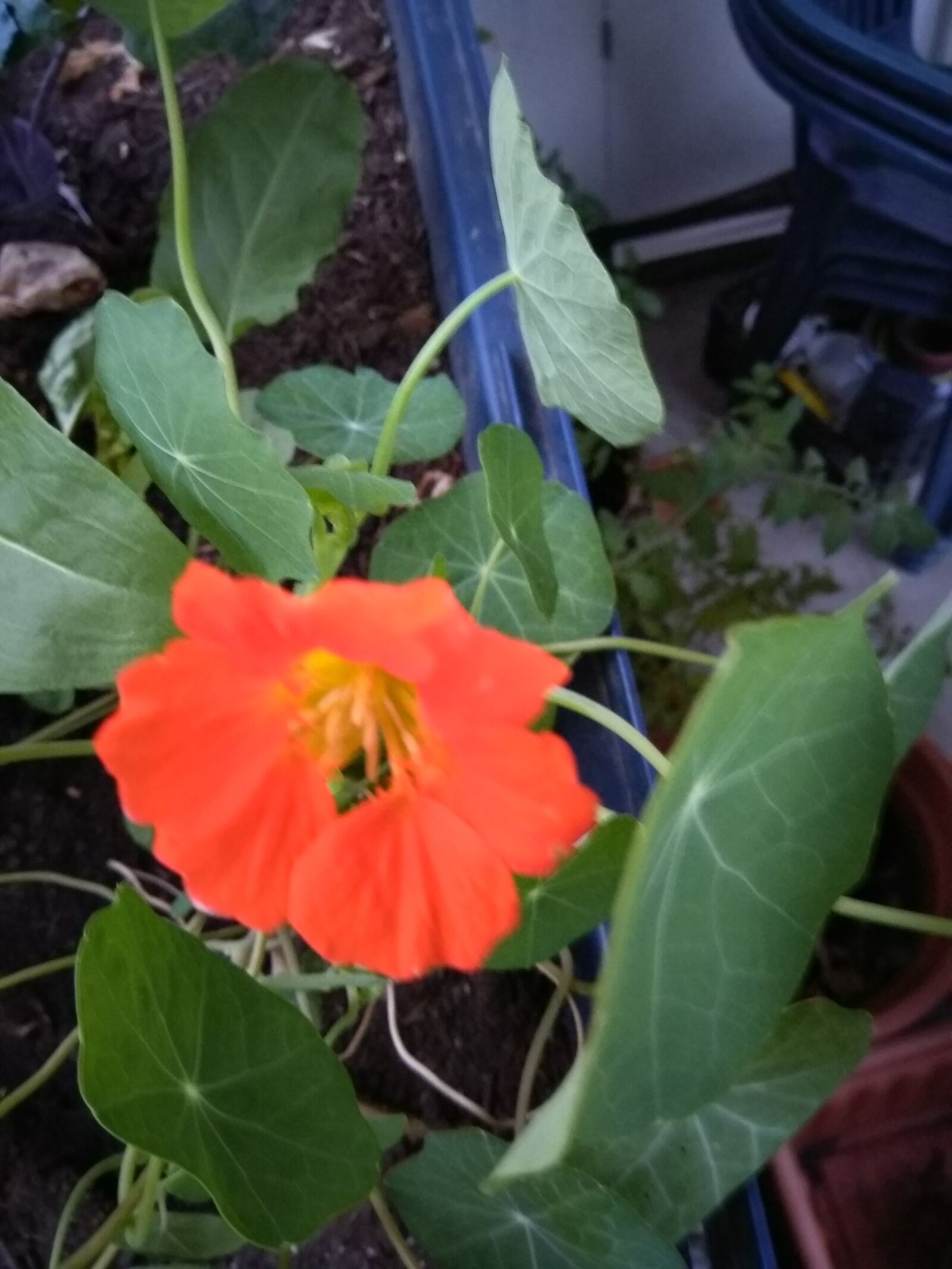 HMD Global Nokia 5 sample photo. Nasturtium, wild herbs, orange photography