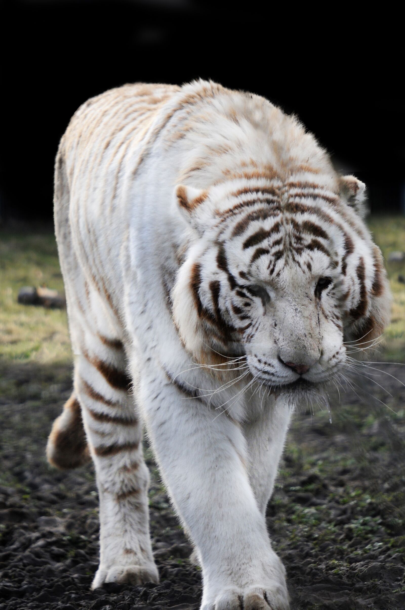 Nikon D300 sample photo. Tiger, white tiger, predator photography