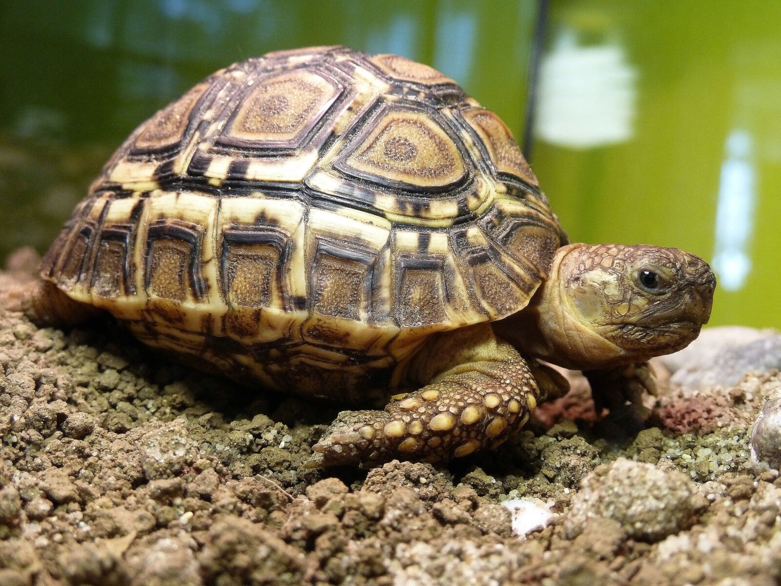 Panasonic Lumix DMC-ZS7 (Lumix DMC-TZ10) sample photo. Turtle leopardia, terrestrial turtle photography