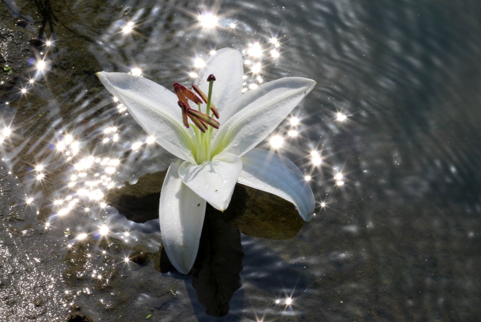 Canon EOS 700D (EOS Rebel T5i / EOS Kiss X7i) + Canon EF 85mm F1.8 USM sample photo. Lily, water, flower photography