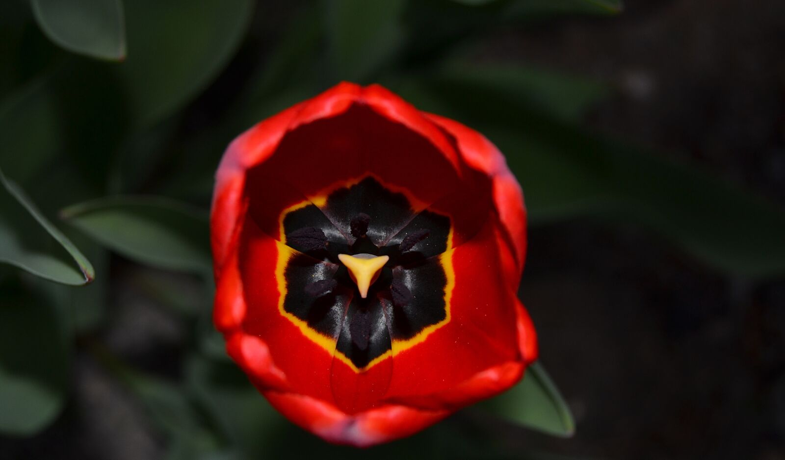 Nikon D3100 sample photo. Tulip, flower, spring photography