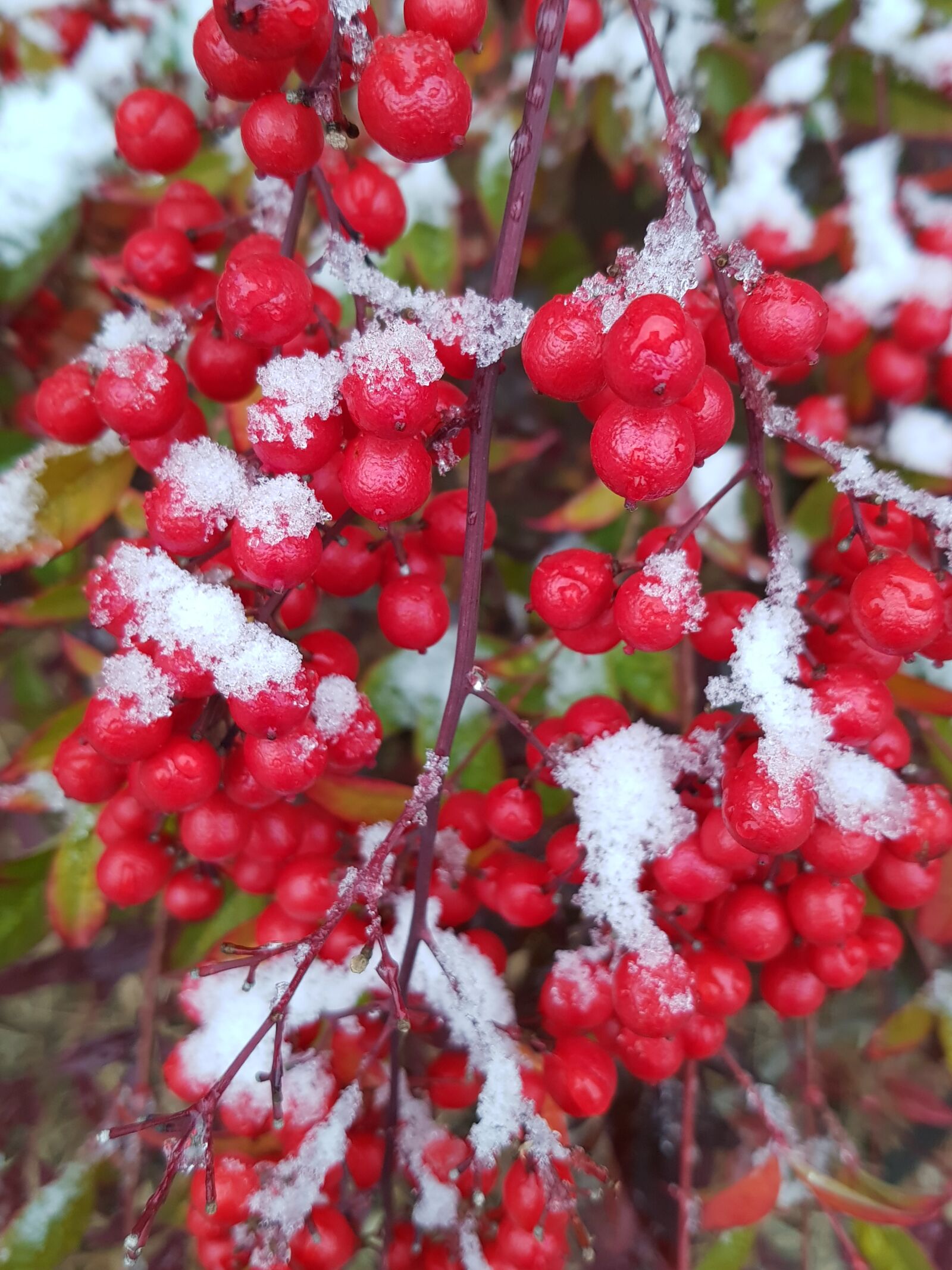 Samsung Galaxy S8 sample photo. Christmas red, snowy, south photography