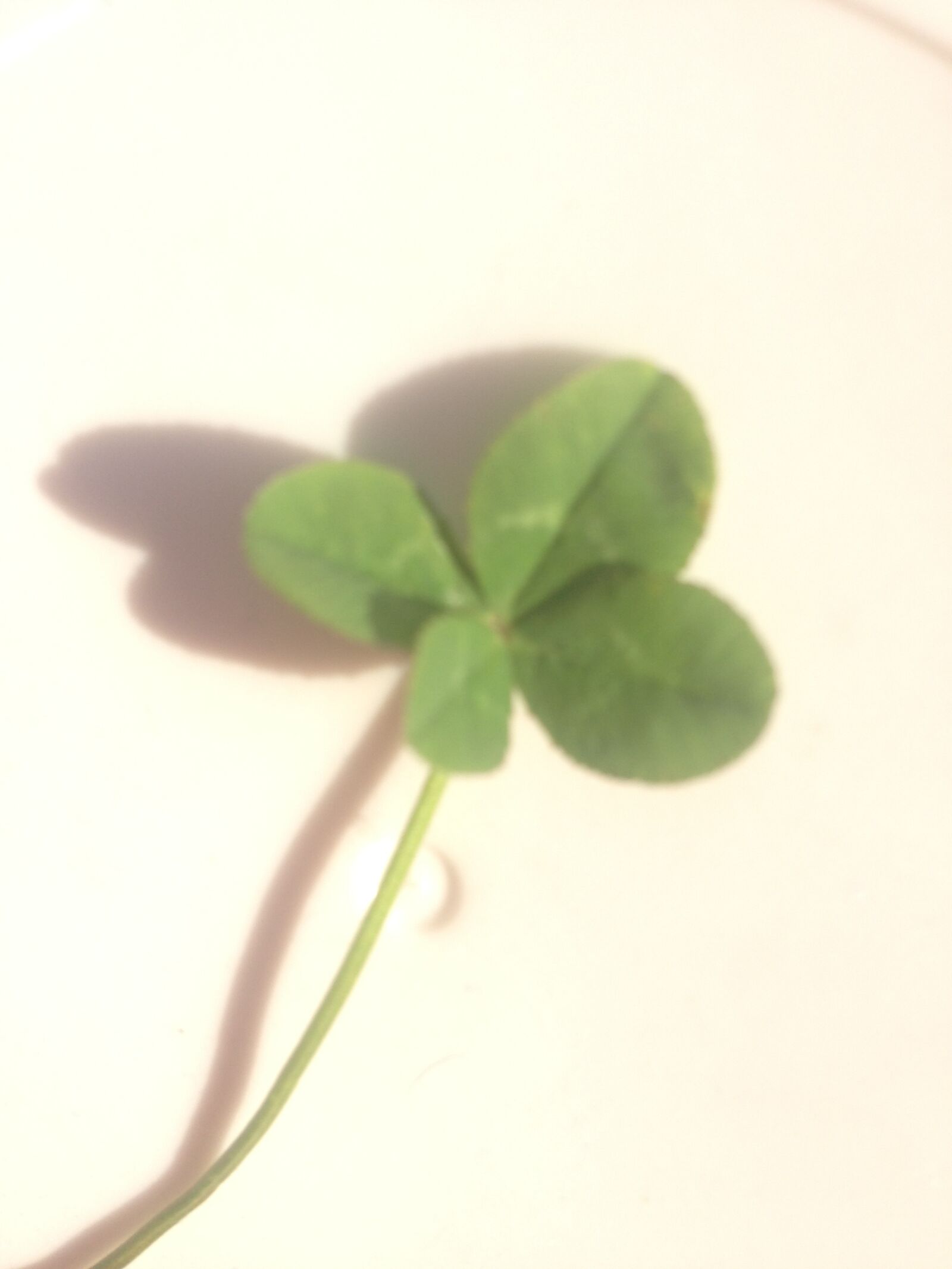 iPhone 5c back camera 4.12mm f/2.4 sample photo. 4, leaf, clover, clover photography