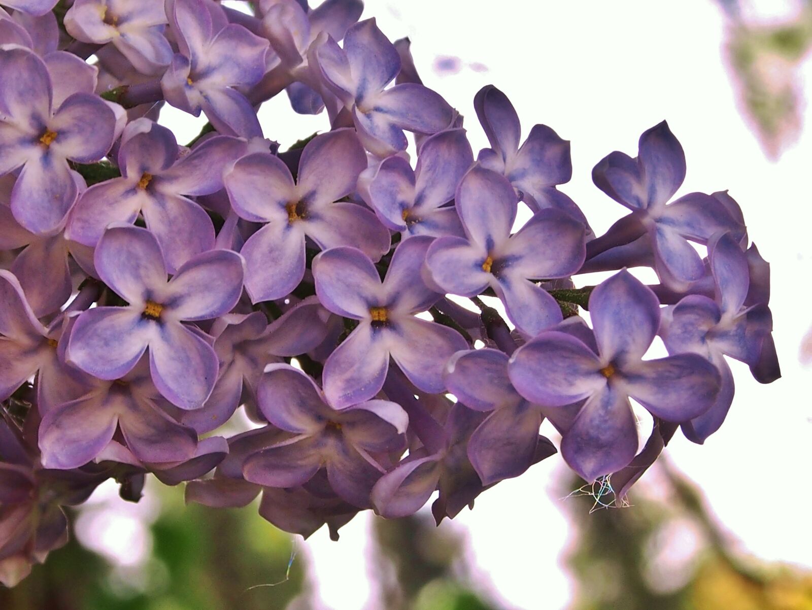 OLYMPUS M.12-50mm F3.5-6.3 sample photo. Lilac, flowers, lilac flower photography