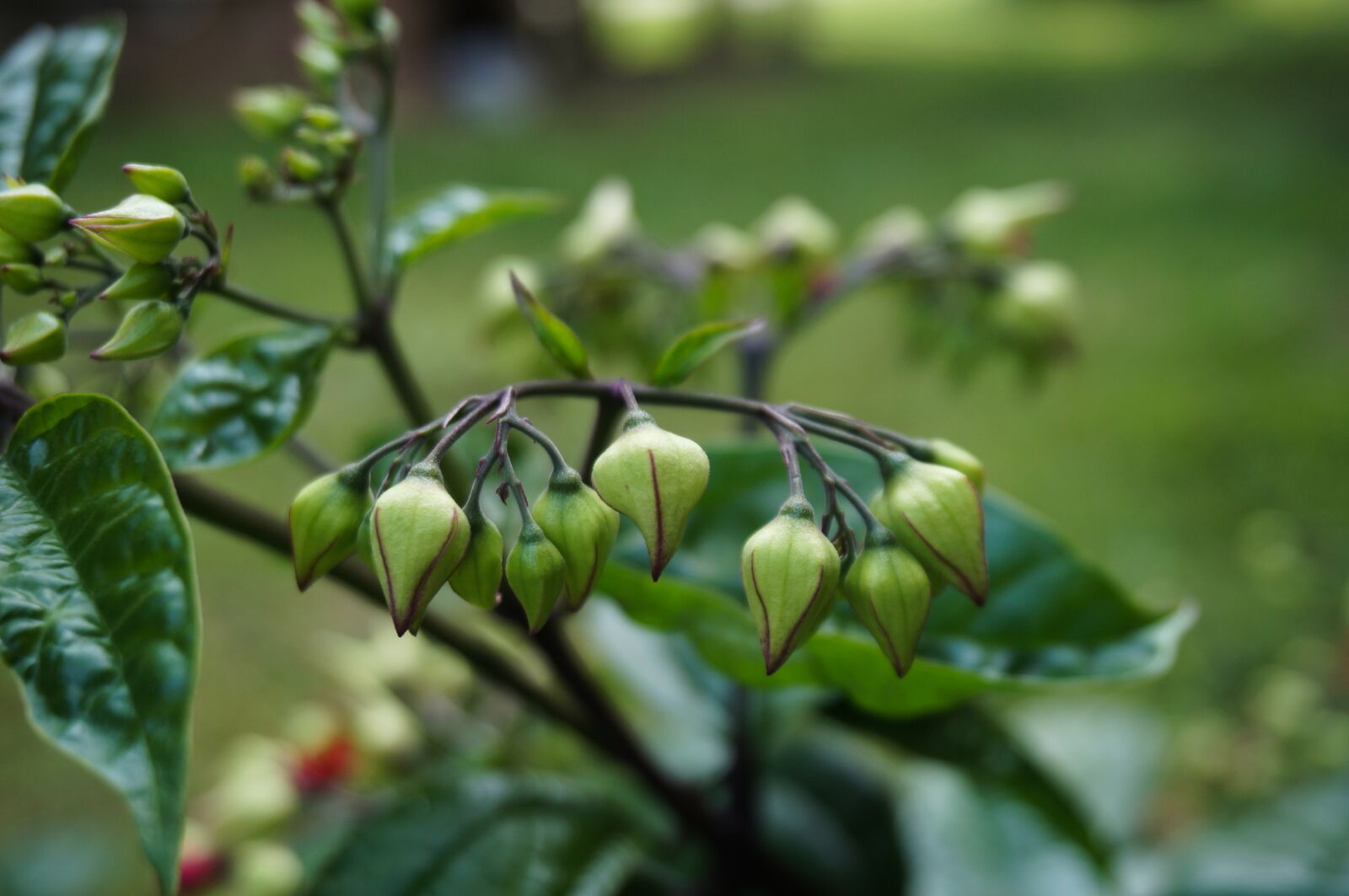 Sony Alpha NEX-3N + Sony E 16-50mm F3.5-5.6 PZ OSS sample photo. Nature, flower, plant photography