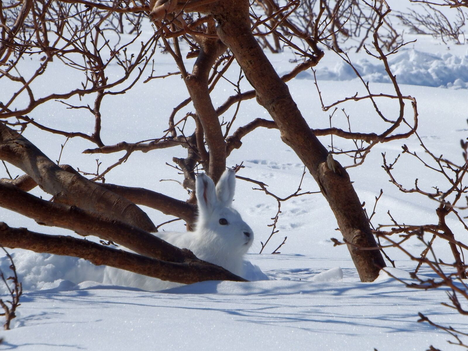 Fujifilm FinePix S1 sample photo. Hare, whitey, animal photography