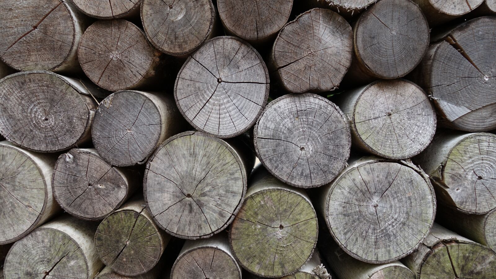 Sony Cyber-shot DSC-RX100 II sample photo. Old wood, stack, annual photography