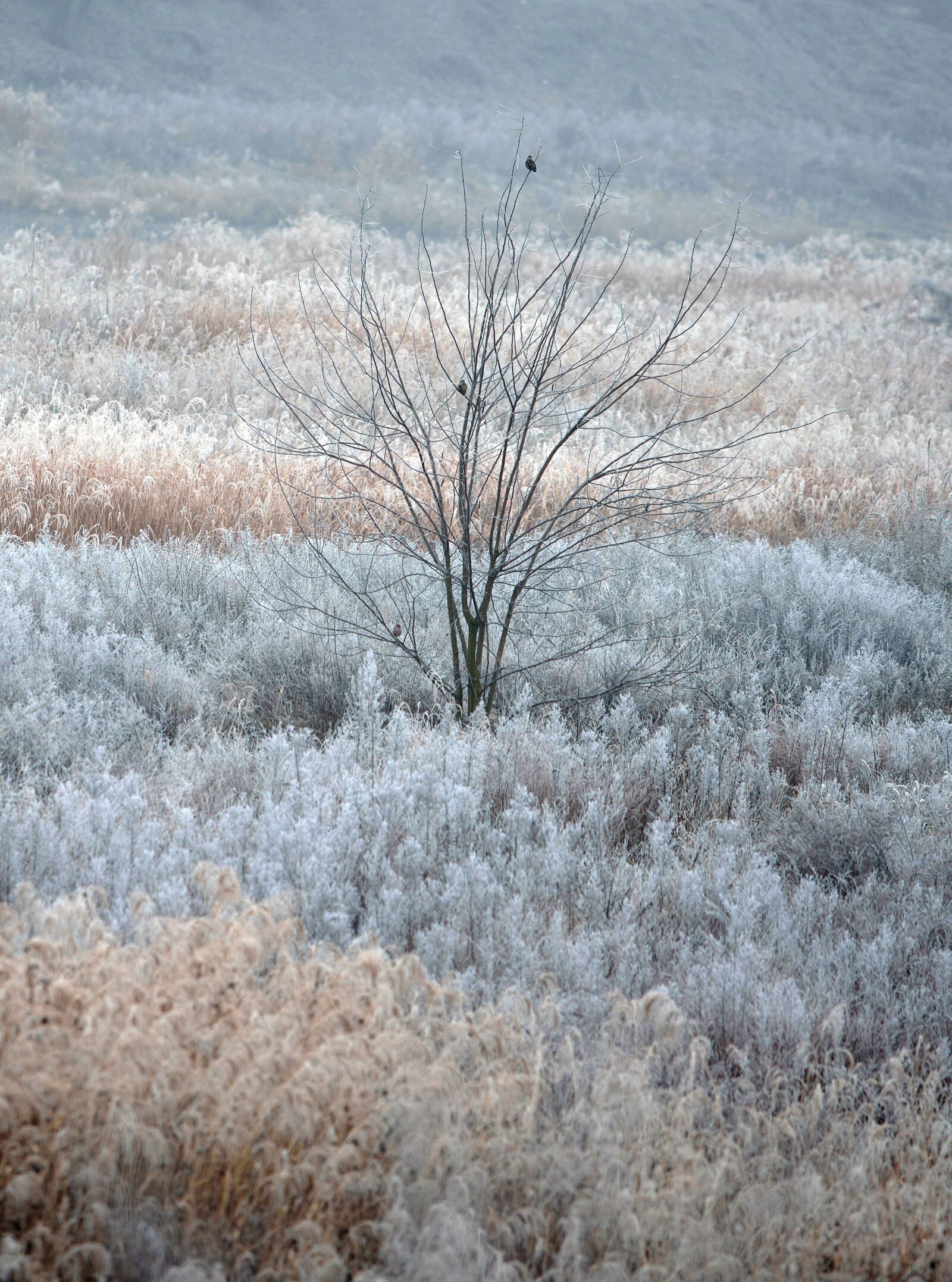 Canon EF 70-200mm F2.8L USM sample photo. Winter, frost, morning photography