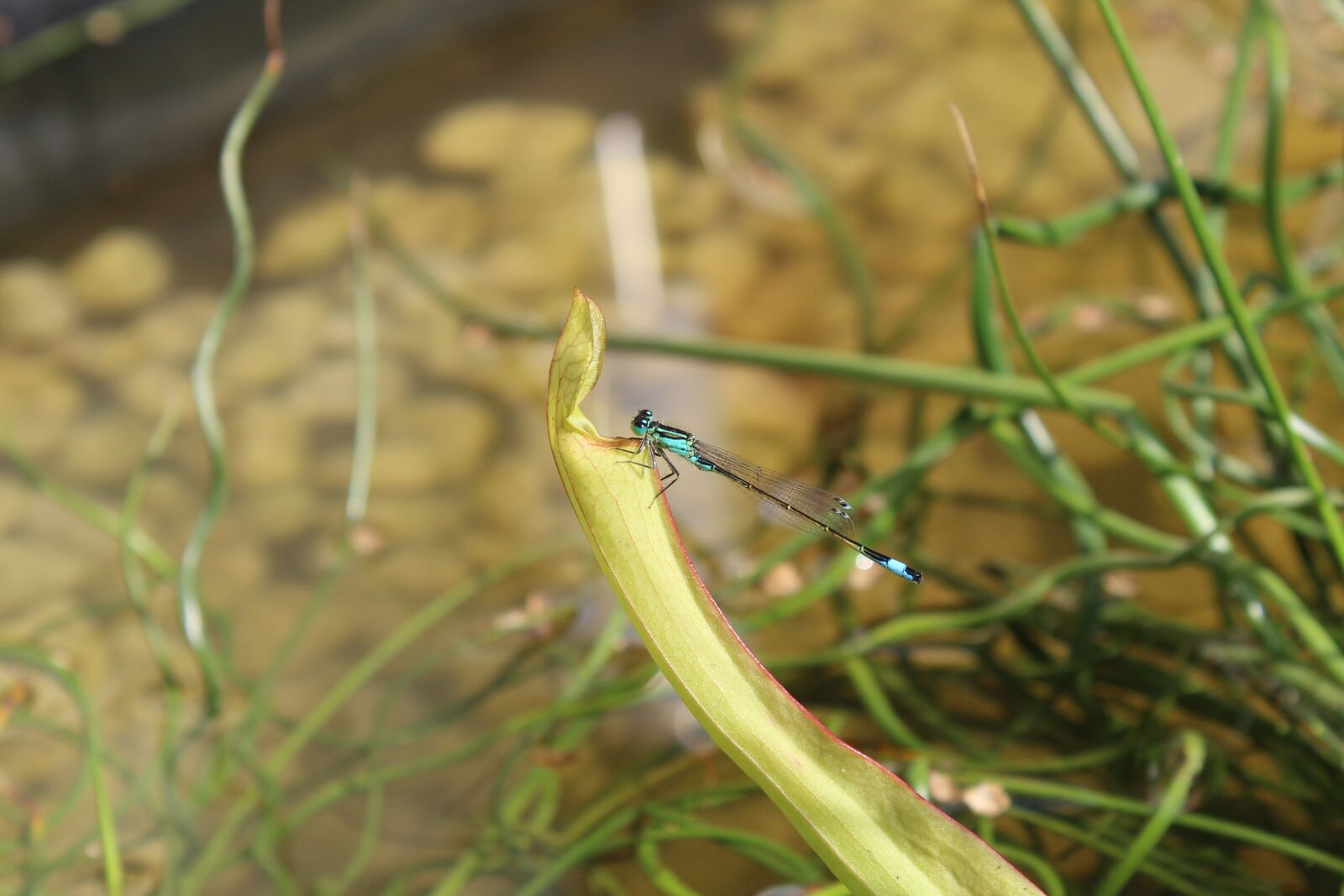 Canon EOS 1300D (EOS Rebel T6 / EOS Kiss X80) sample photo. Dragonfly, pond, insect photography