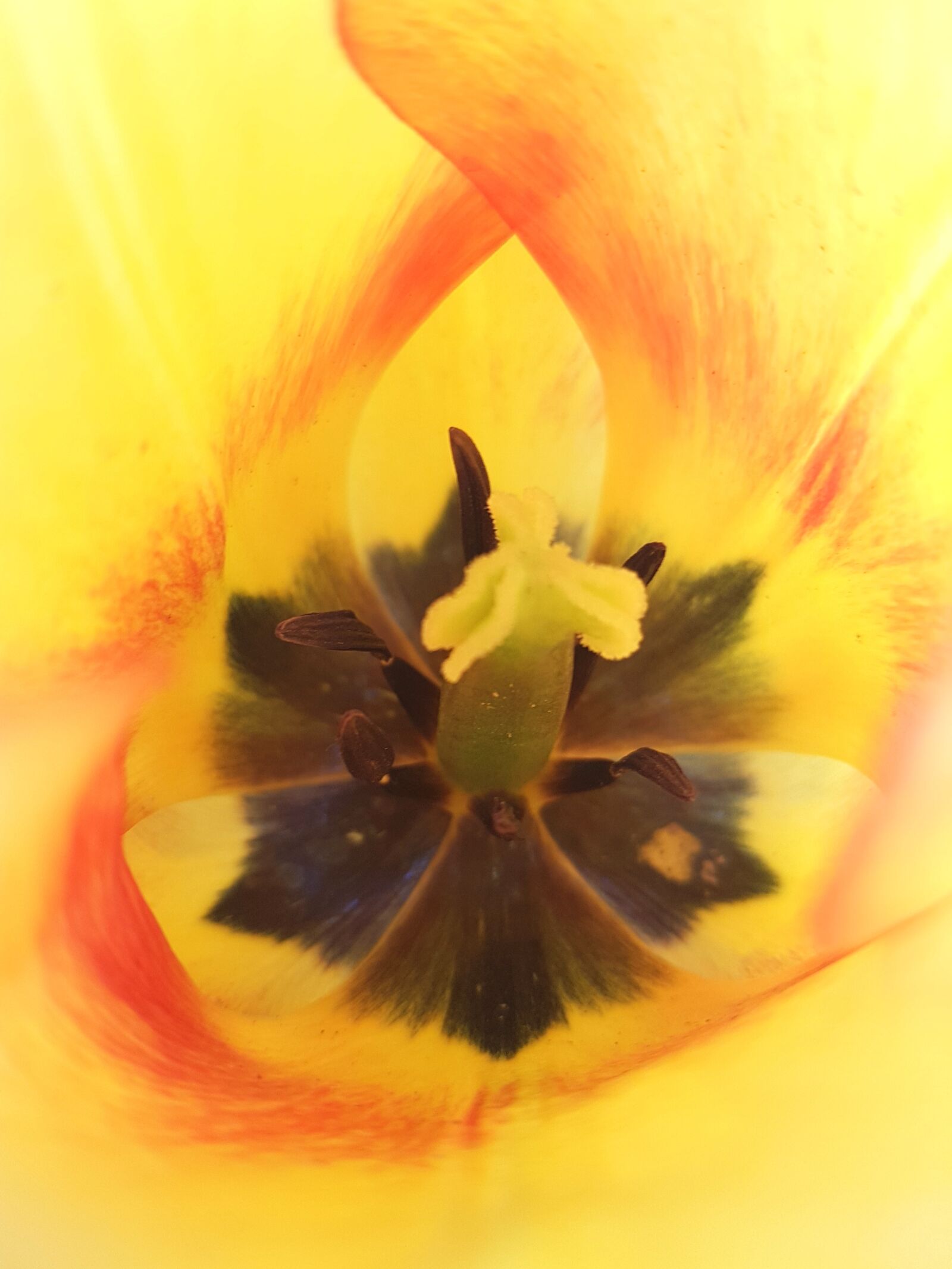 Samsung Galaxy S7 sample photo. Tulip, flower, tulips photography