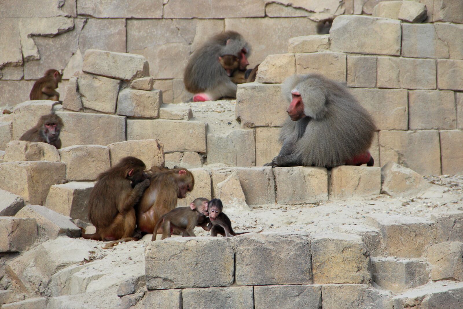 Canon EOS 1200D (EOS Rebel T5 / EOS Kiss X70 / EOS Hi) sample photo. Monkey, zoo, animals photography