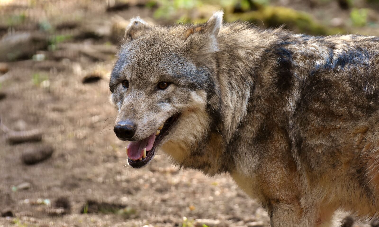 Nikon D7200 sample photo. Wolf, wild animal, predator photography
