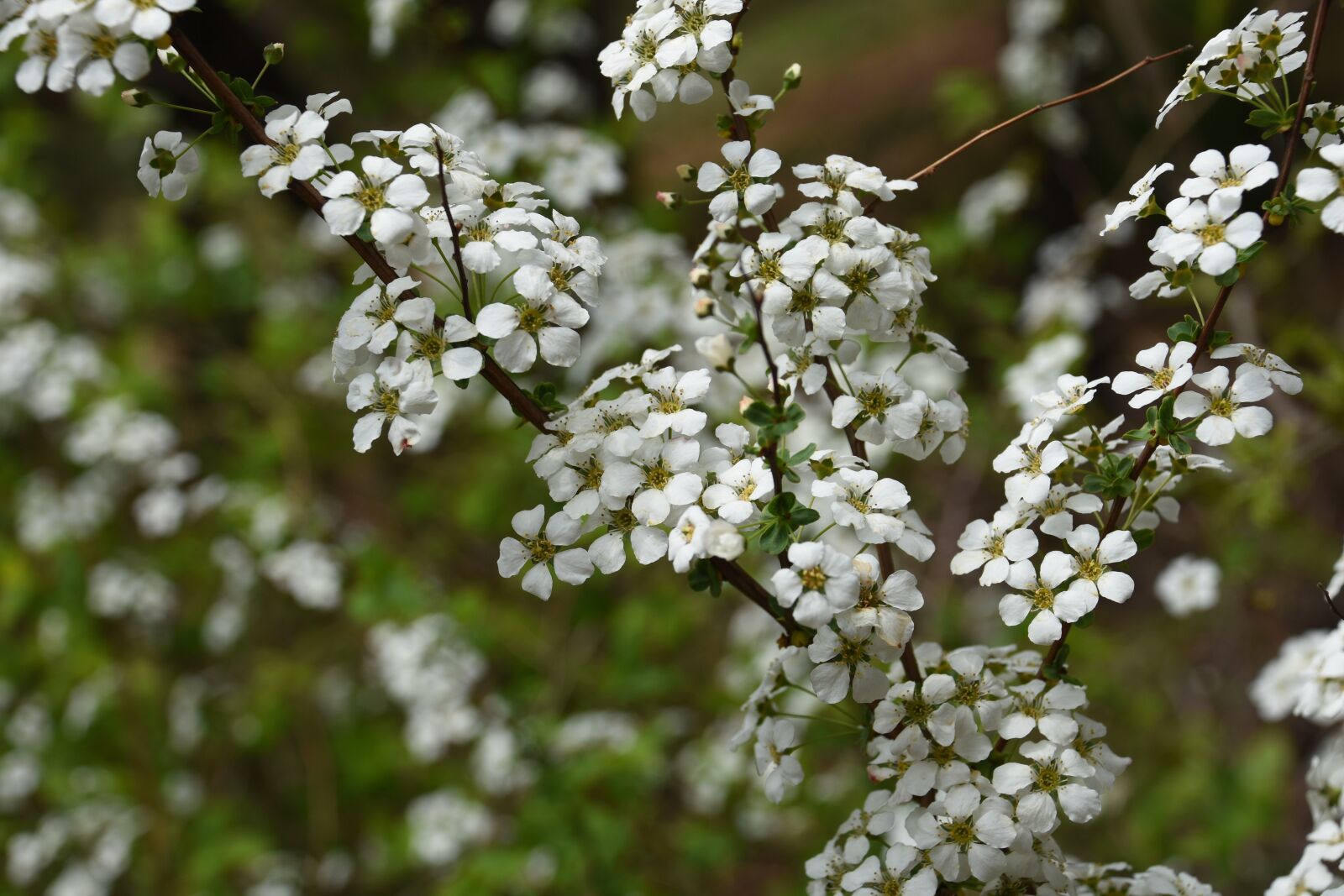 Nikon D7200 sample photo. Wildflower, white, plants photography