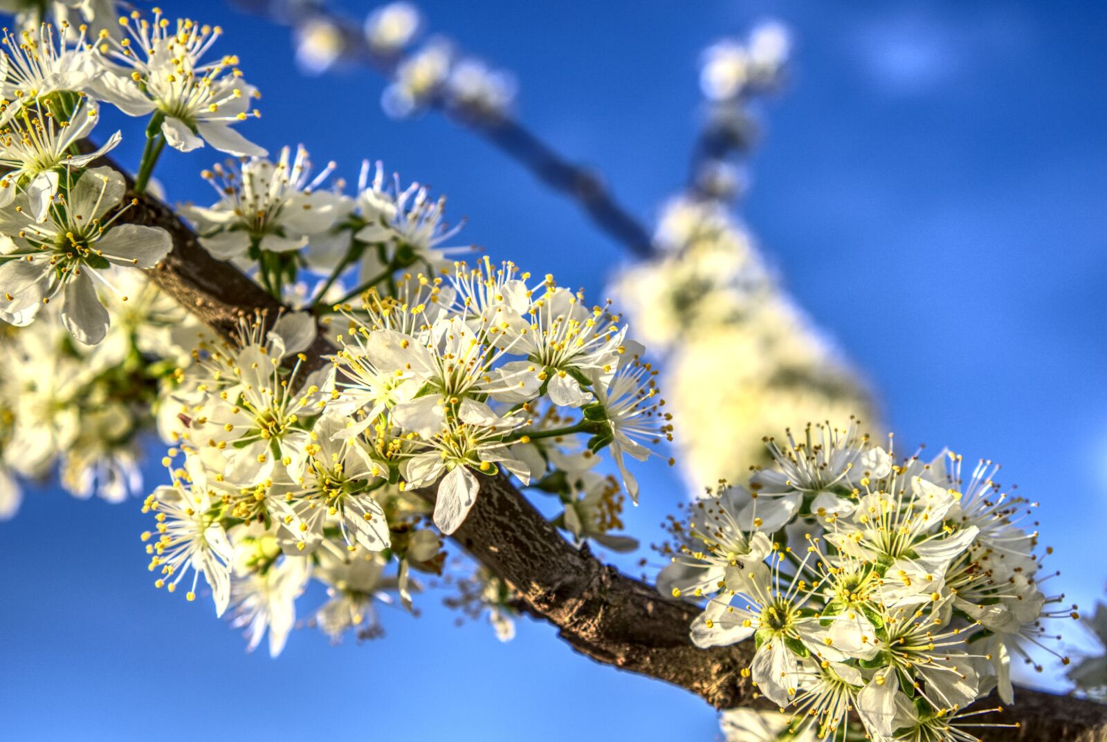 Sony a6000 + Sony E 35mm F1.8 OSS sample photo. Blossom, bloom, bloom photography