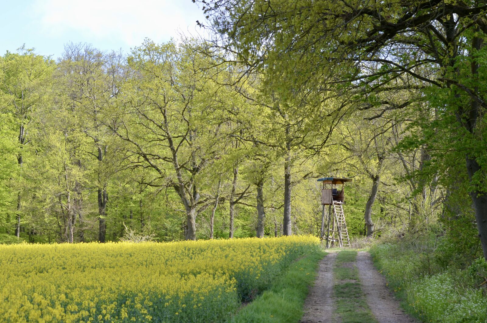 Nikon D5100 sample photo. Forest path, spring, may photography