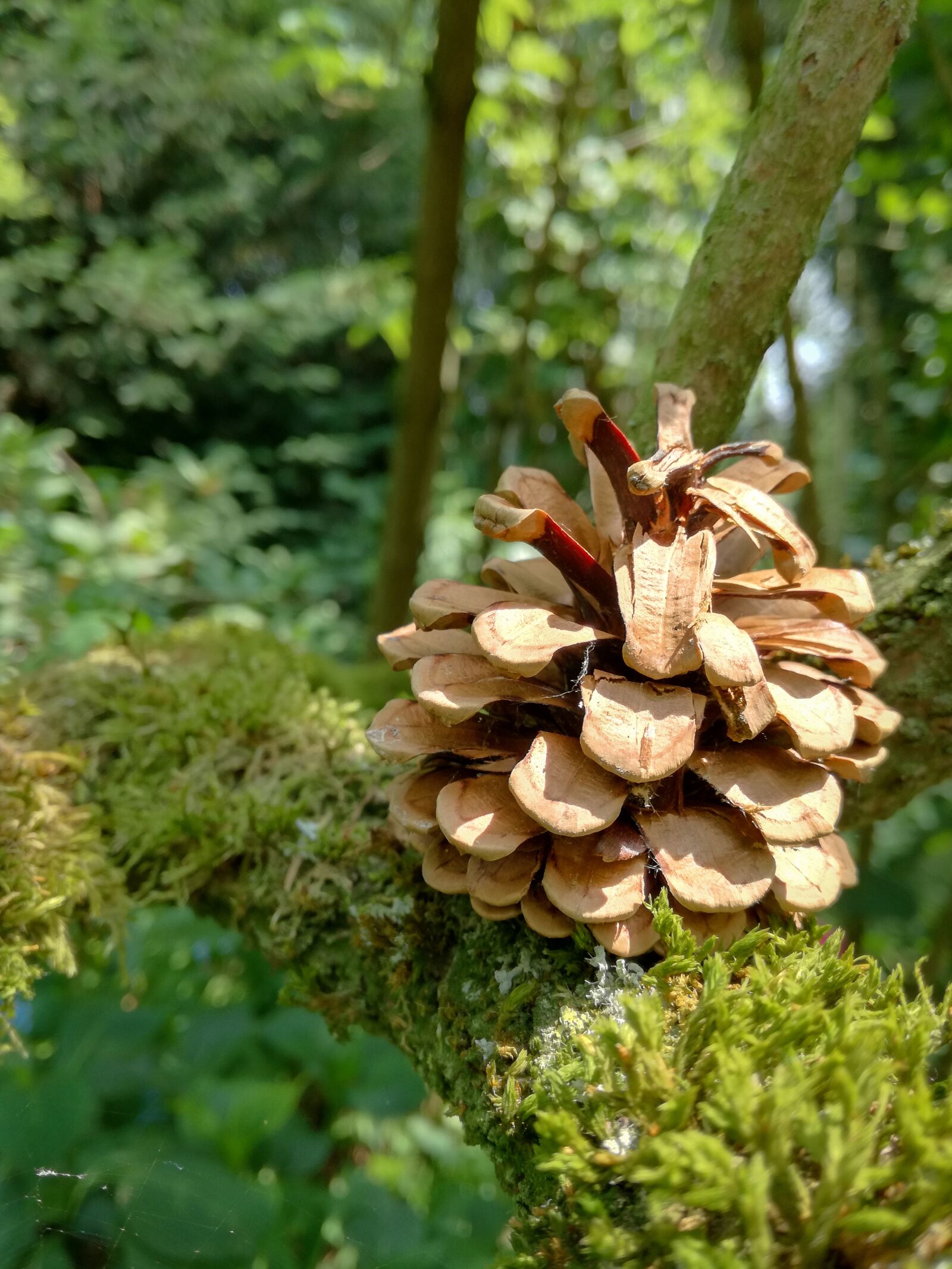 HUAWEI P9 LITE sample photo. Pine cones, pine, tap photography