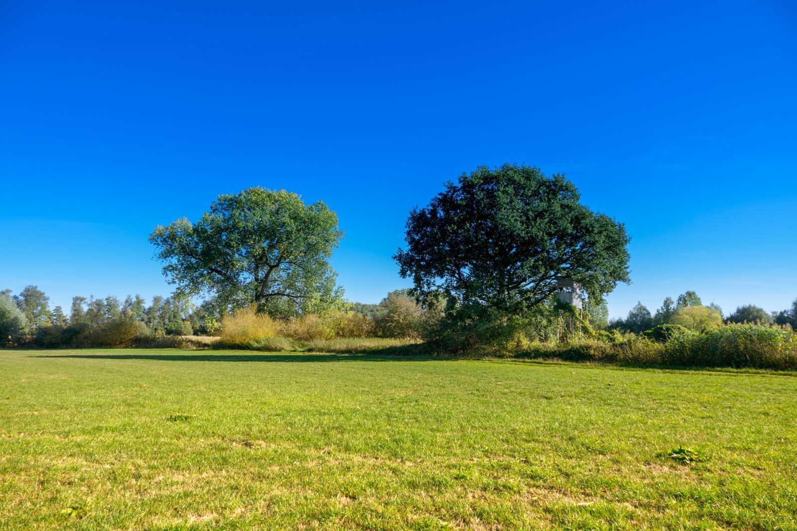 Sony Cyber-shot DSC-RX10 III sample photo. Meadow, perch, trees photography